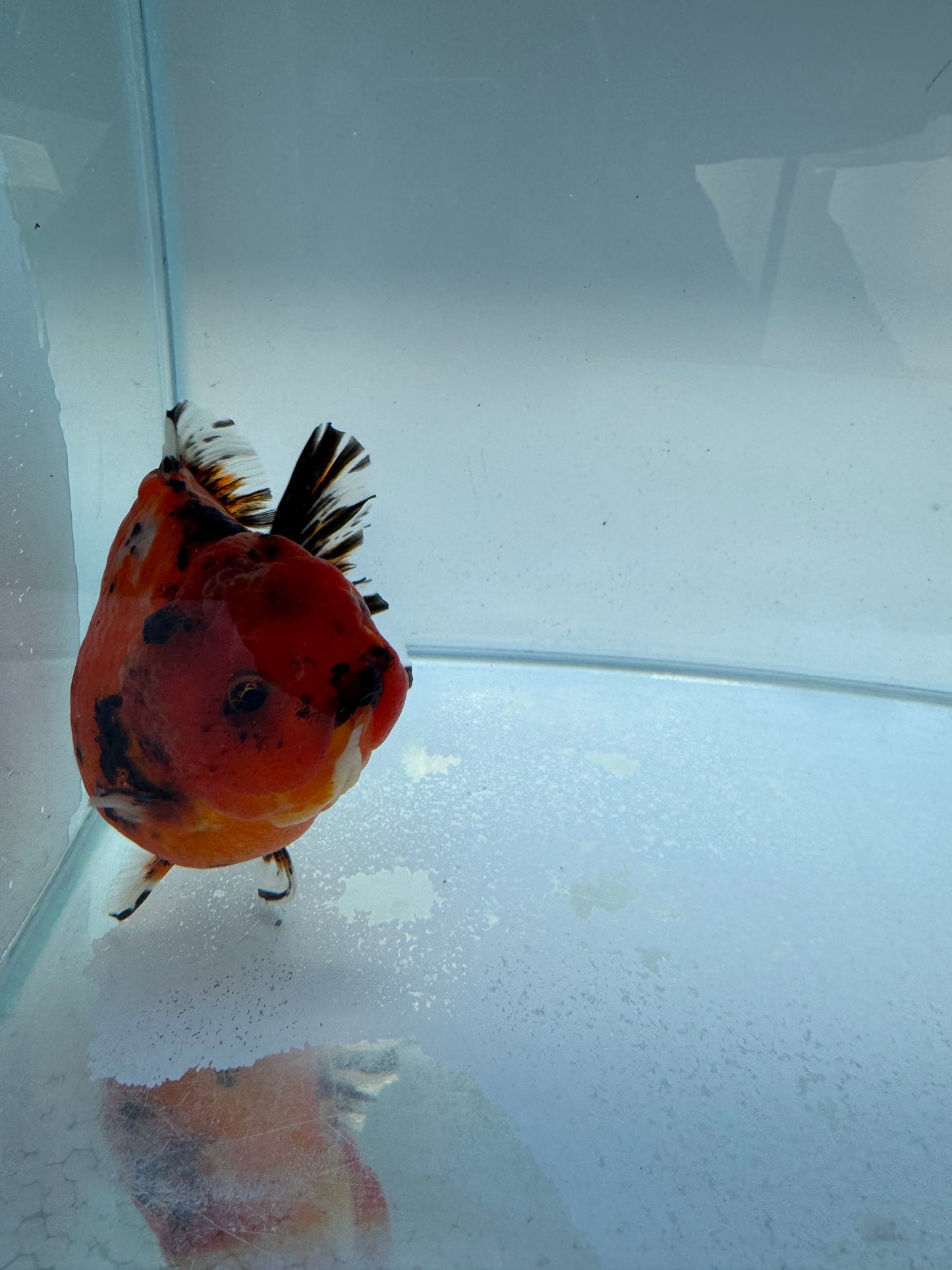 Red Tiger shogun Oranda. WVF327 direct from Jack Shogun
