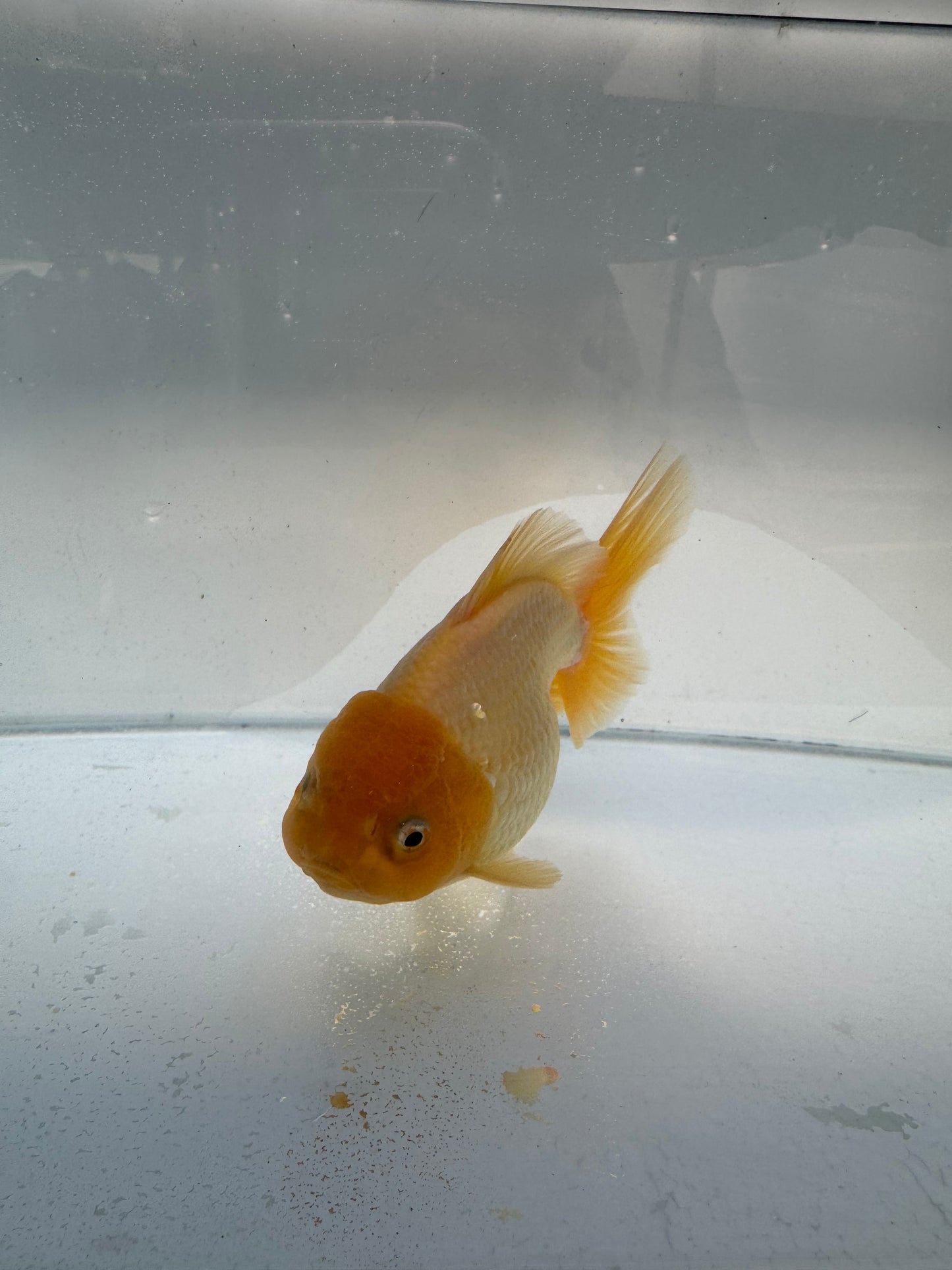 Lemon head Oranda. WVF339
