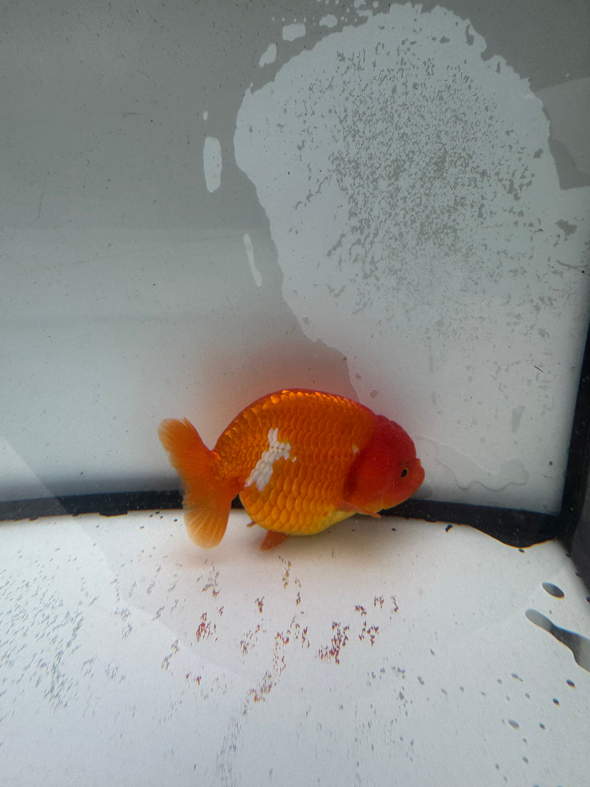 Red&white Ranchu. WVF992