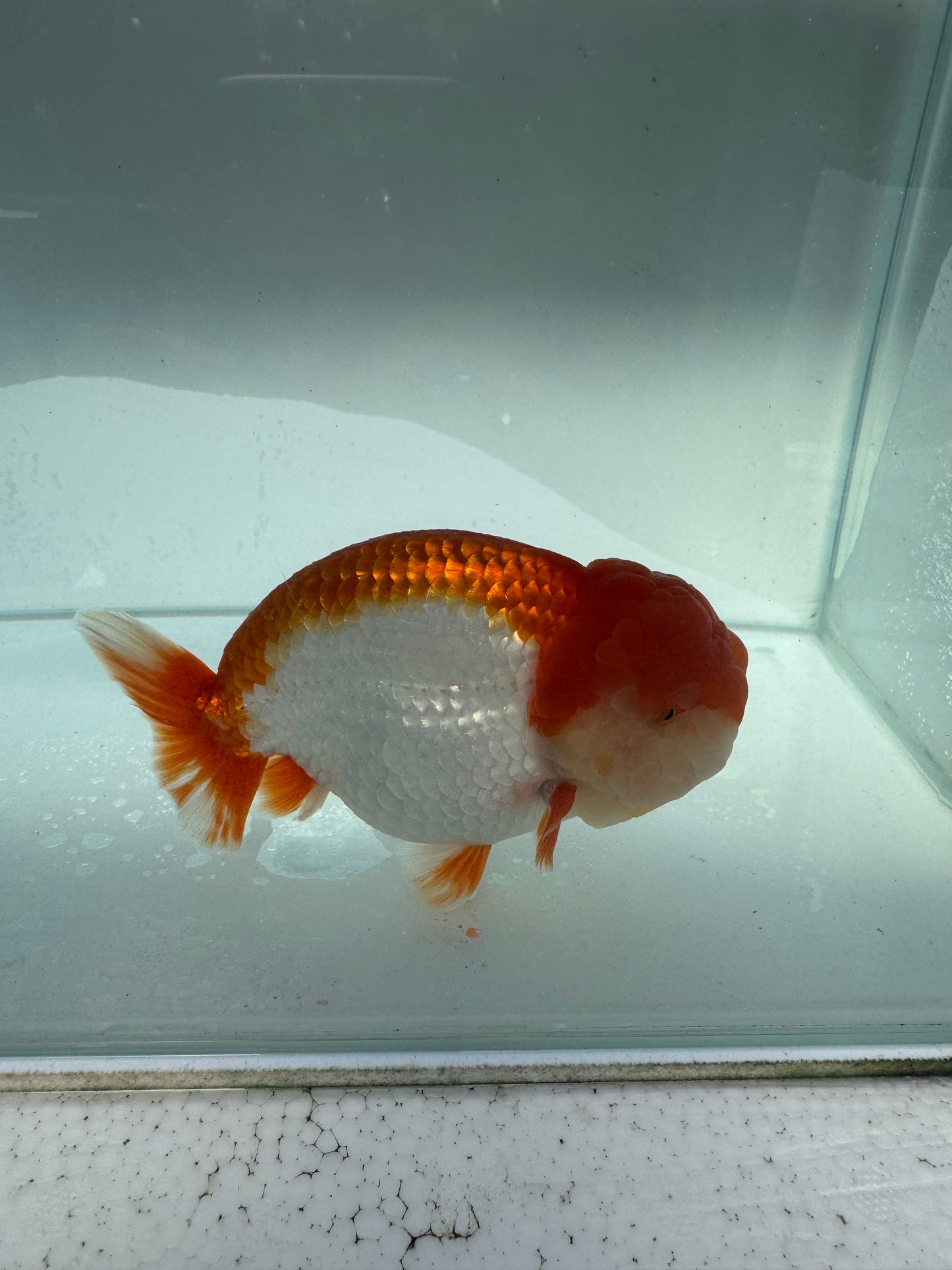 Red&white Ranchu. WVF189