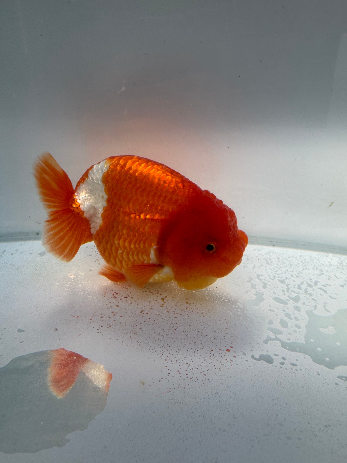 Red&white lionchu. WVF109