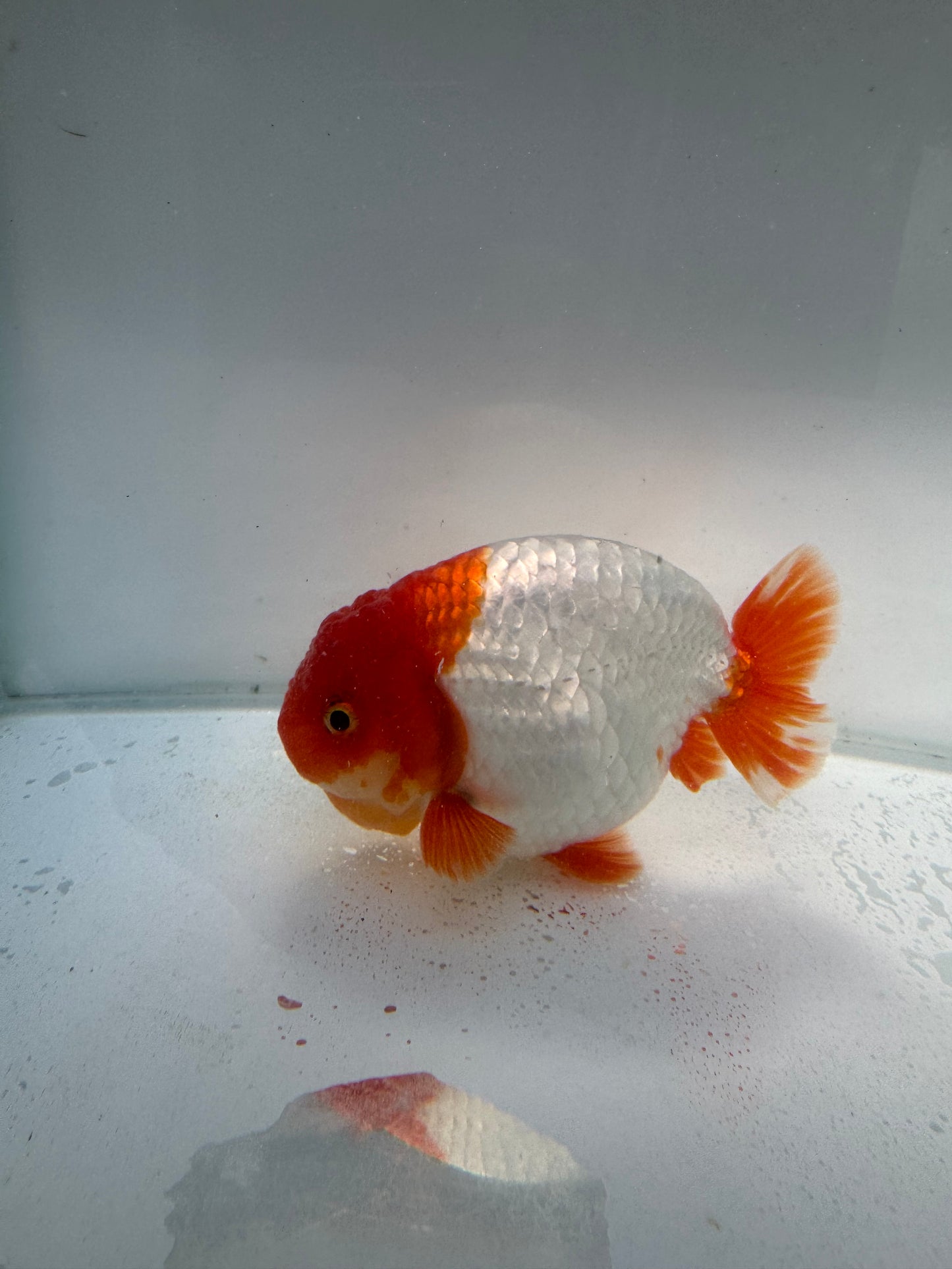 Red&white lionchu. WVF110