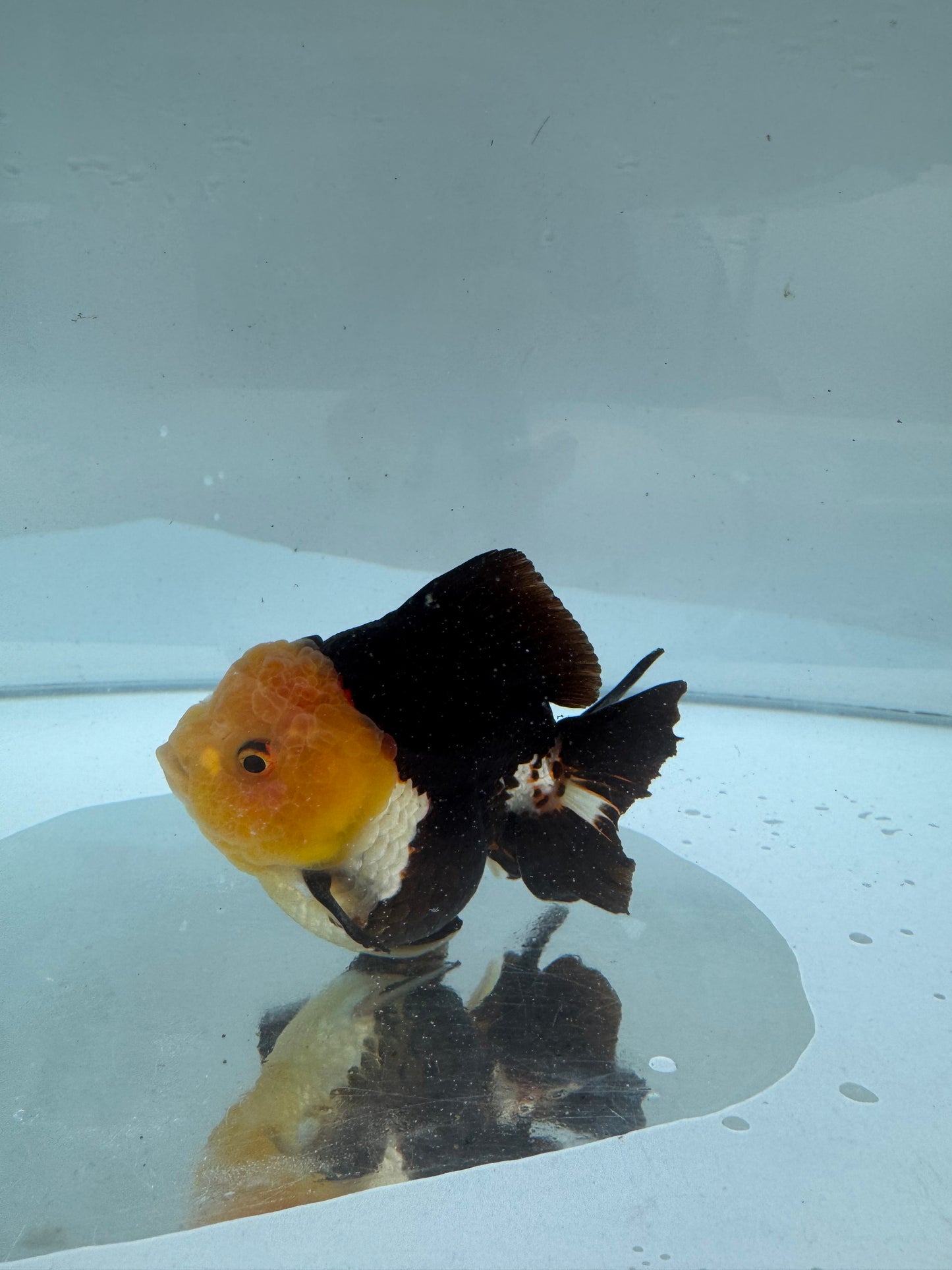 Panda/tricolour Oranda direct from Nana Goldfish farm WVF285