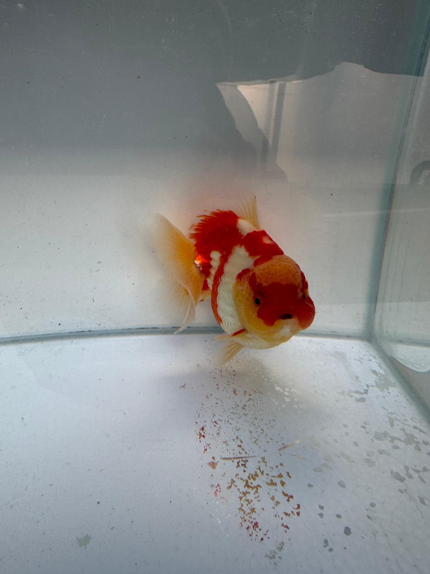 Red&white Oranda. WVF330
