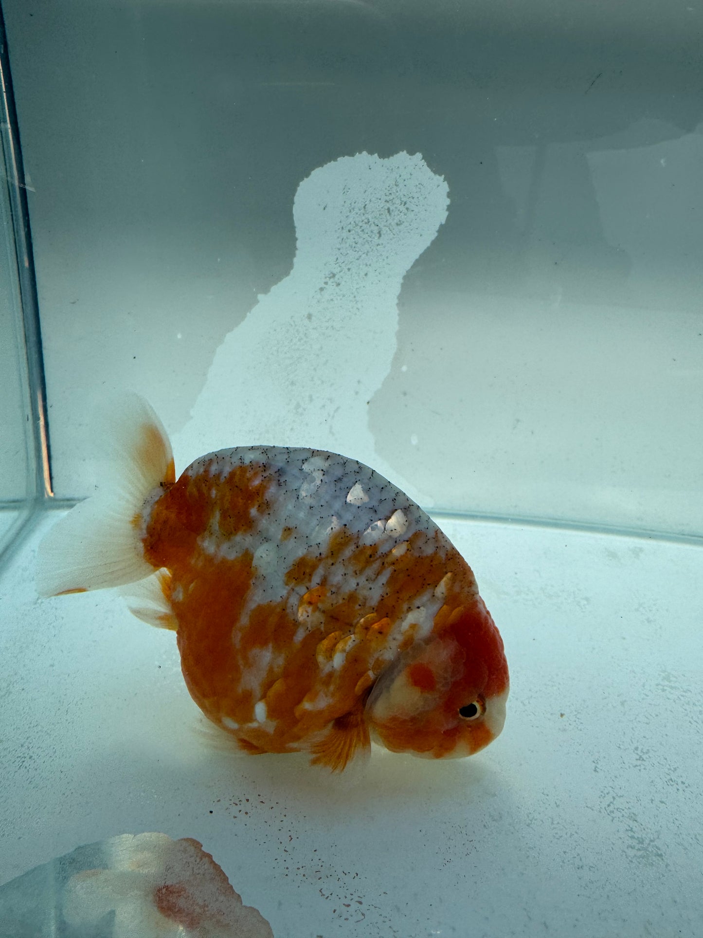 Kirin Ranchu. WVF254