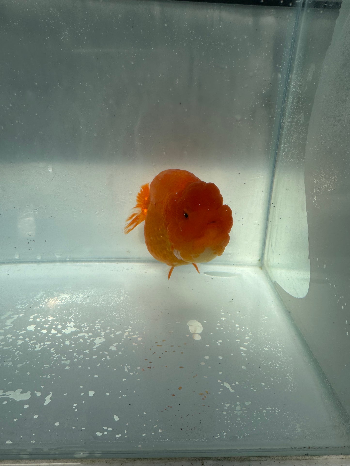 Sakura ranchu direct from Meng Lee. WVF209
