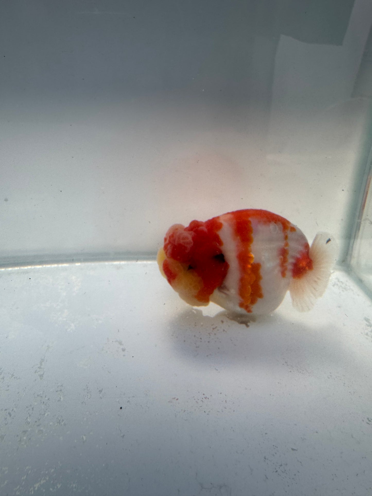 Sakura Ranchu. WVF170,Direct from Meng Lee