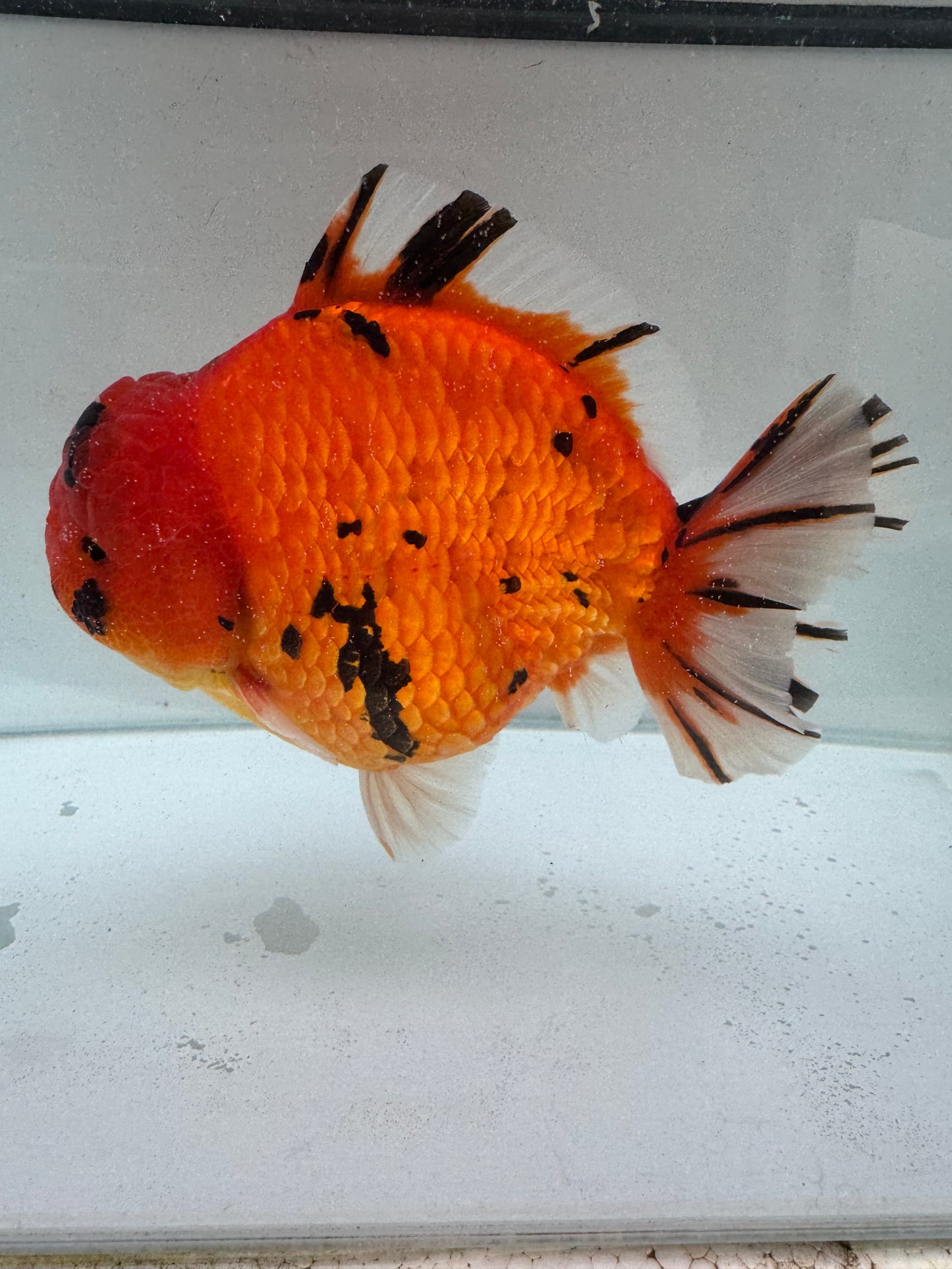 Tiger Oranda. WVF245 direct from Meng Lee