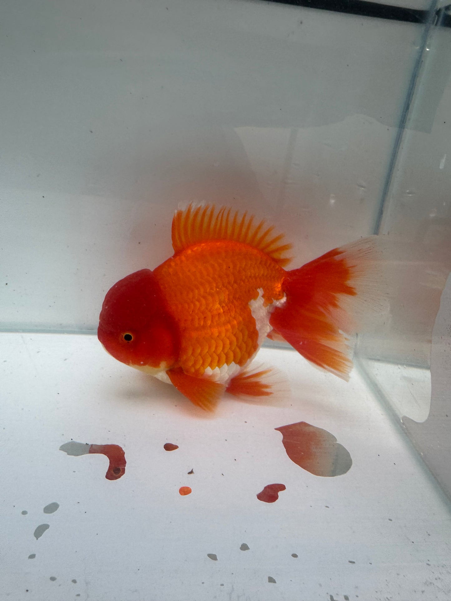 Red&white Oranda. WVF292