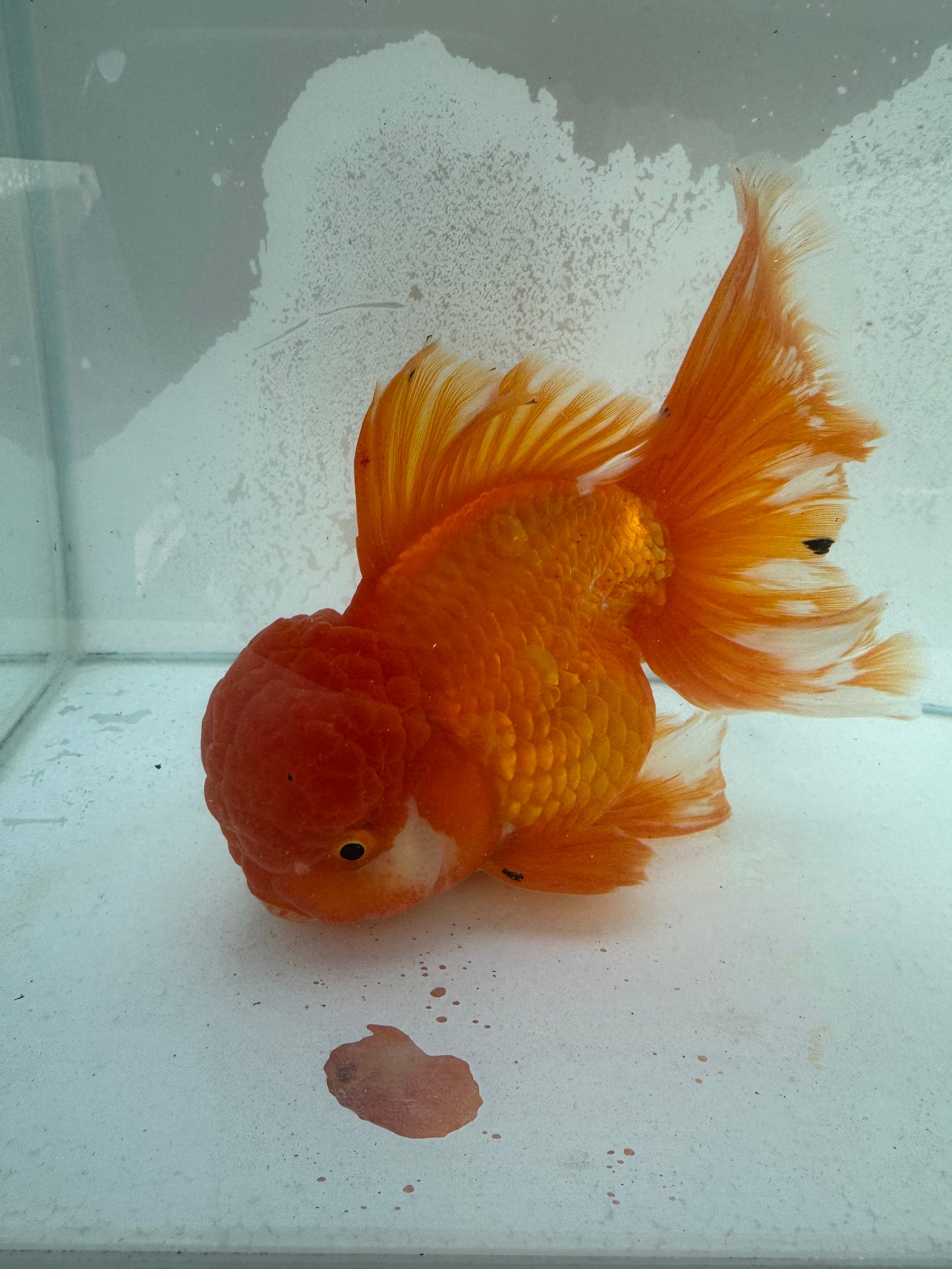 Red&white Oranda. WVF373