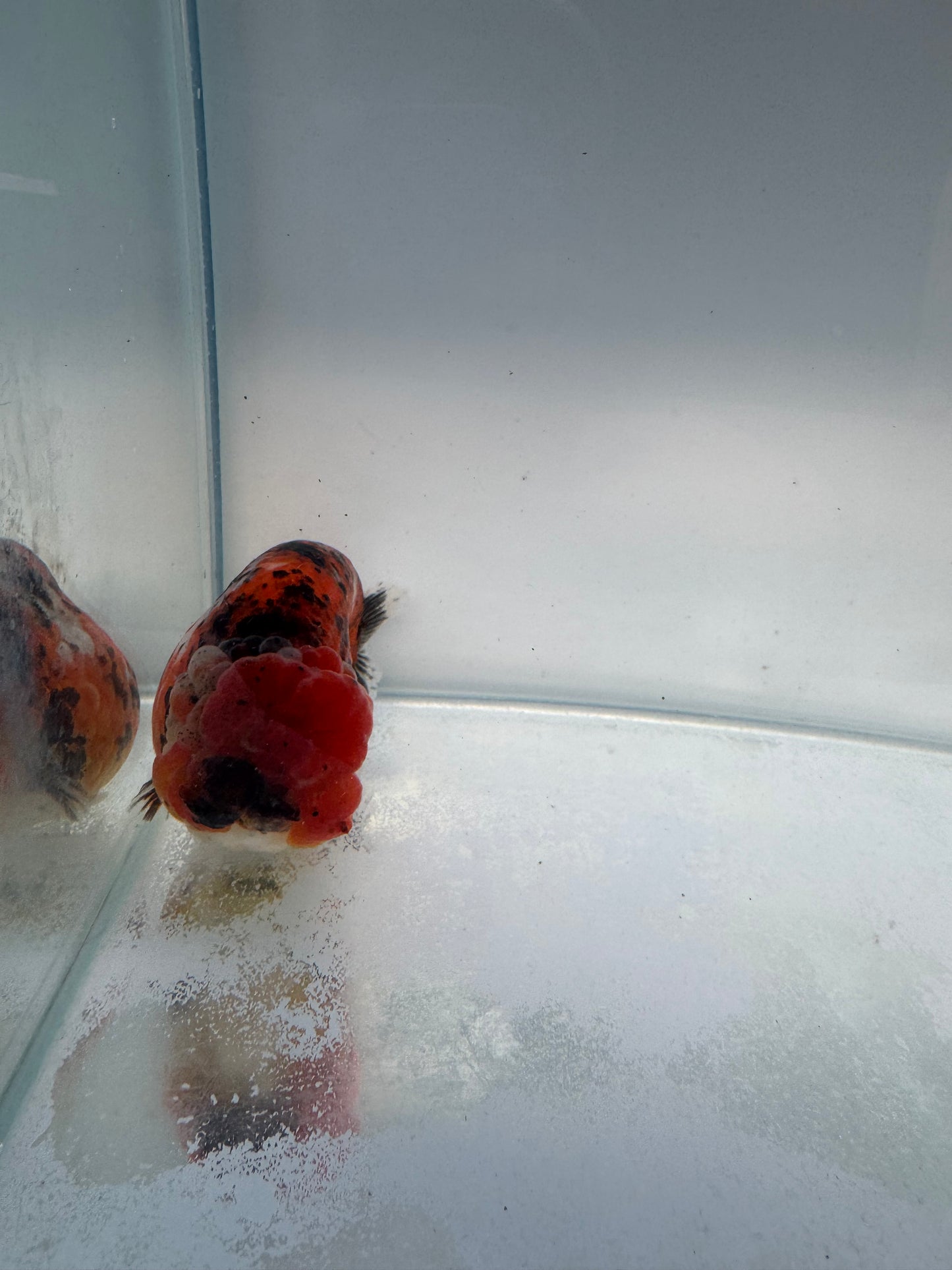 Calico Ranchu. WVF165. Direct from Meng Lee