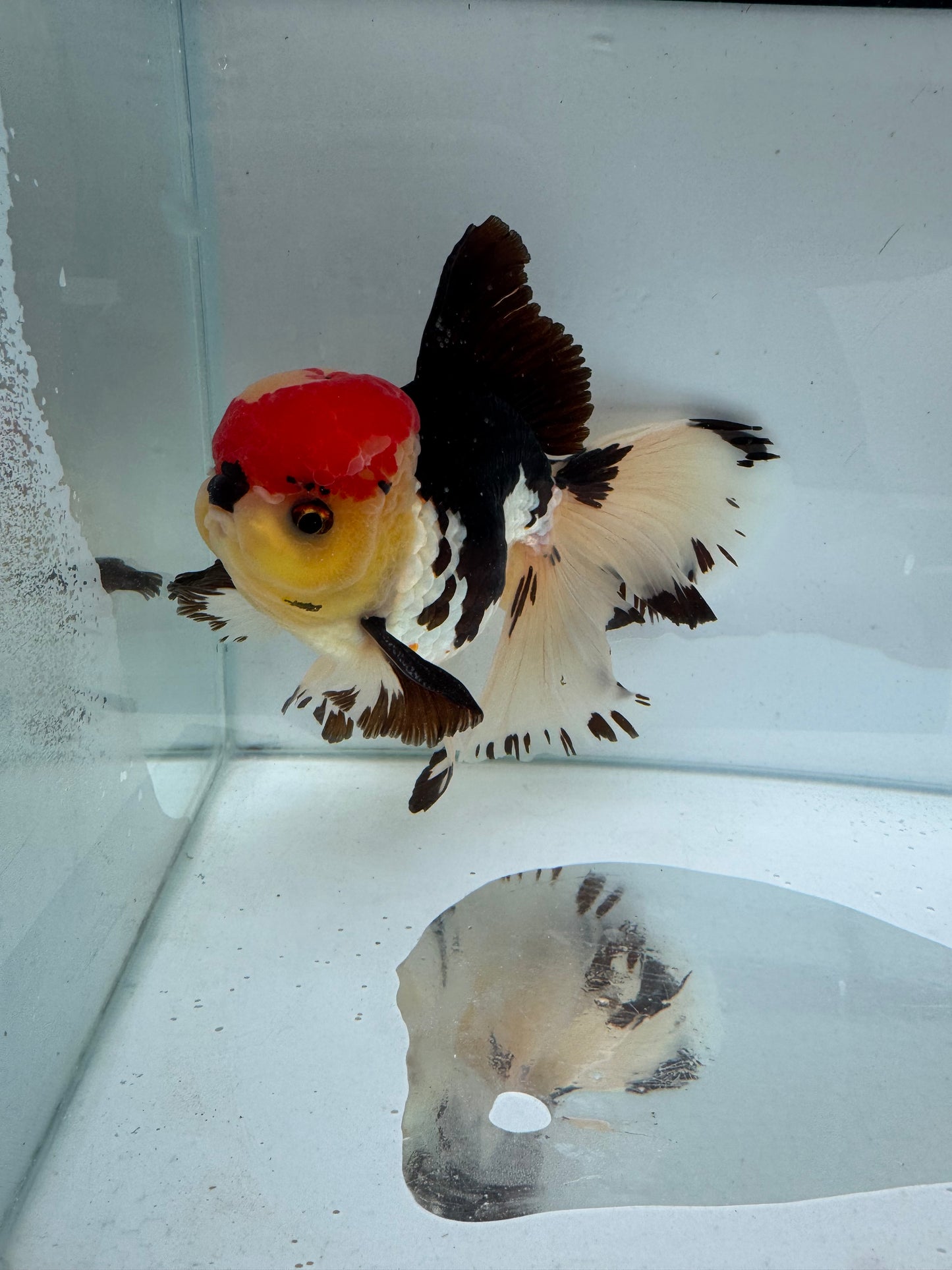Tricolour Oranda. WVF299