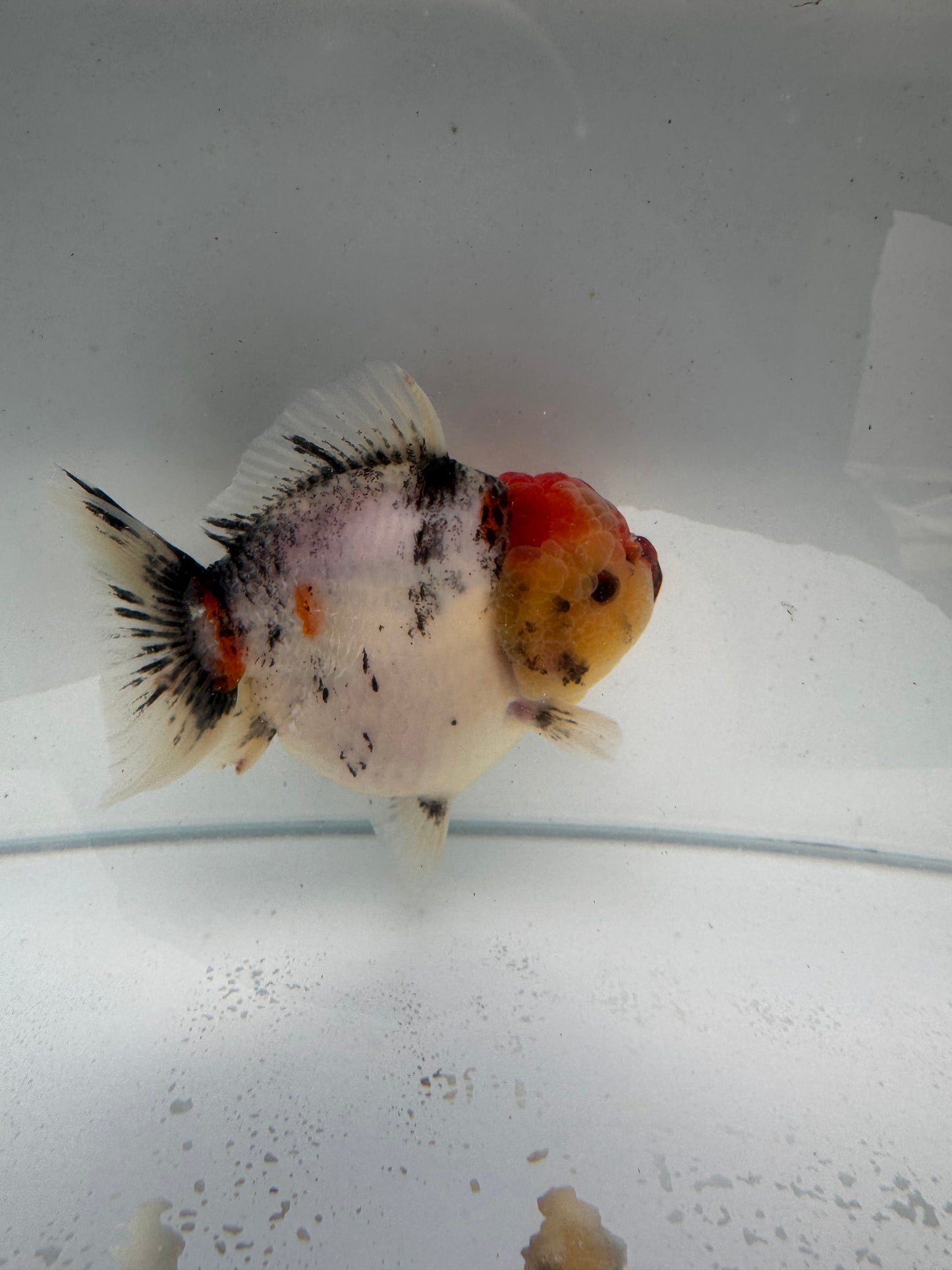 Oranda direct from Meng Lee. WVF218