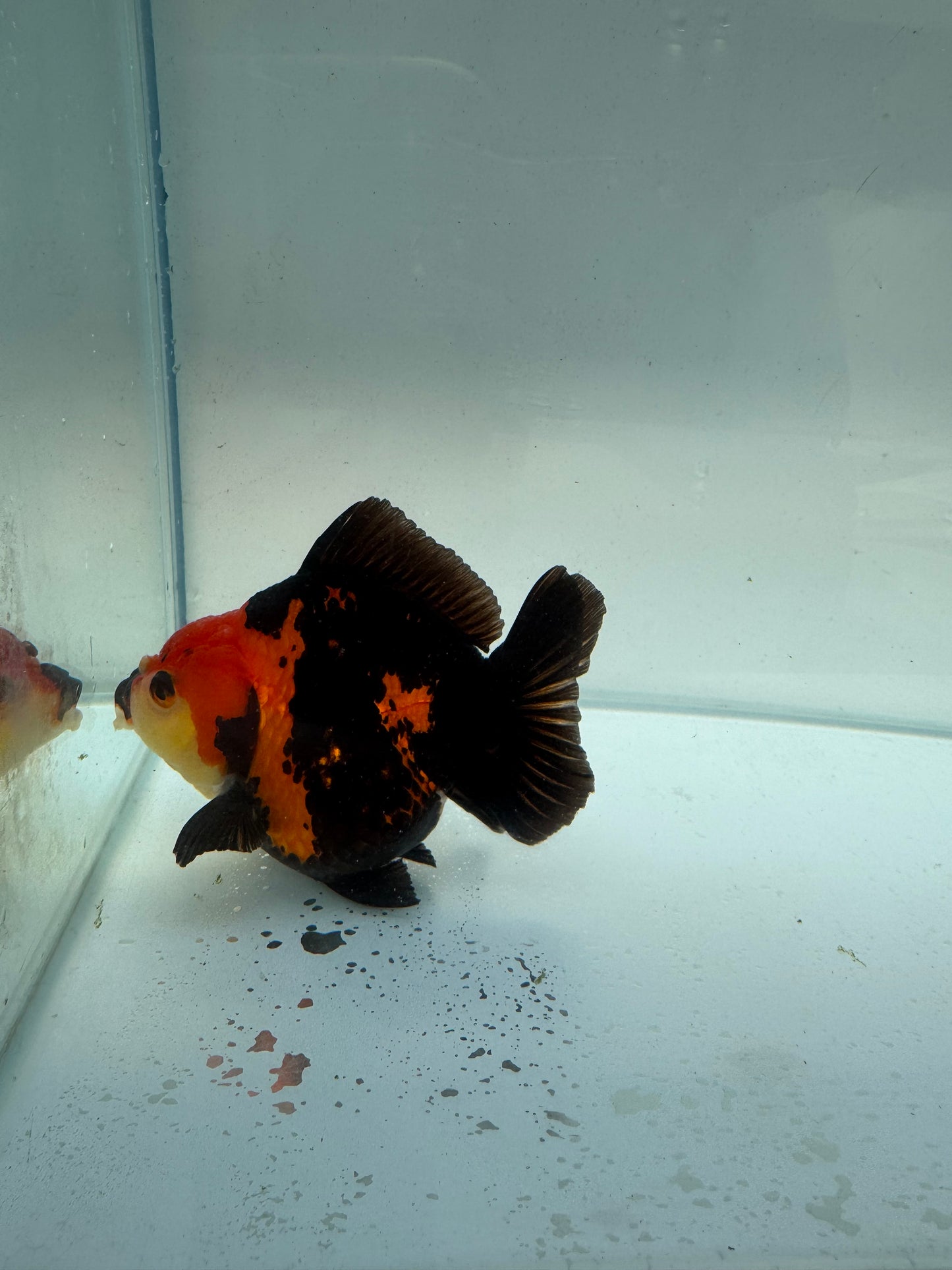 Short tail tricolour Oranda. WVF264. Direct from Nana farm