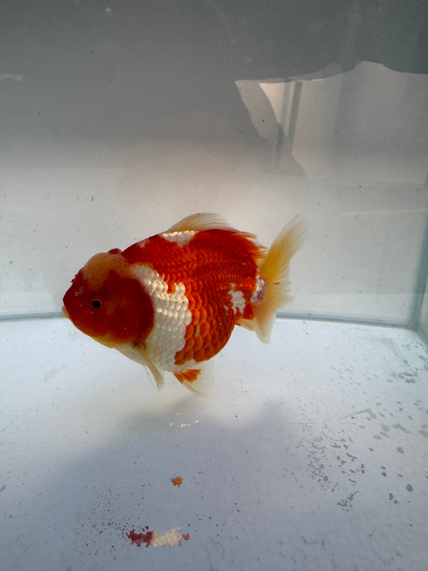 Red&white Oranda. WVF330