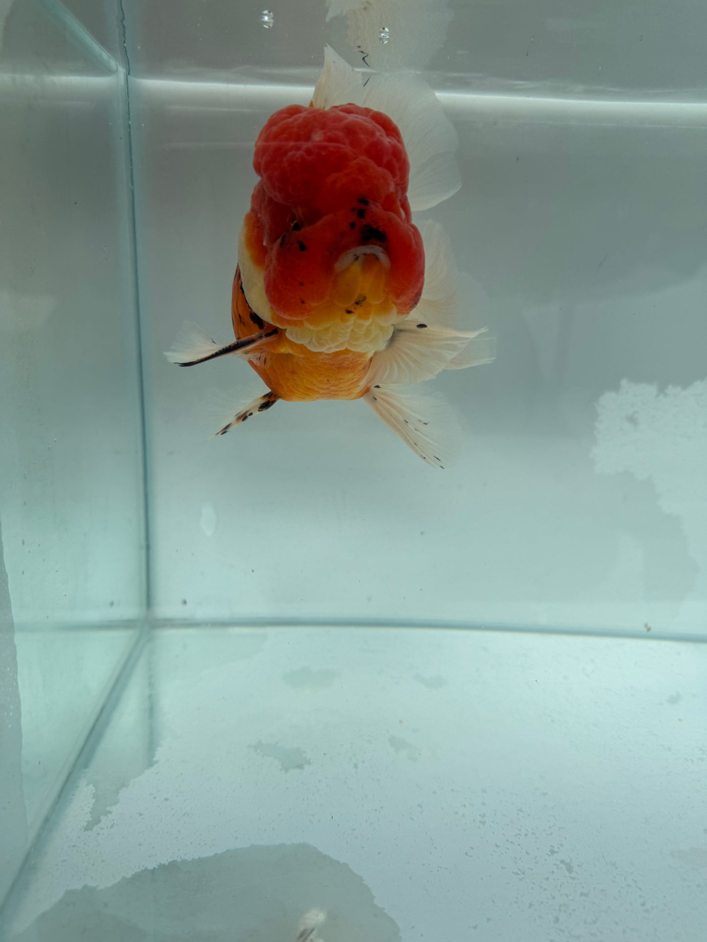 Calico Oranda. WVF342.