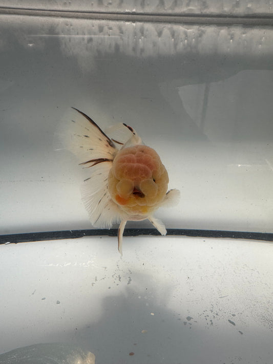Calico Oranda. WVF914