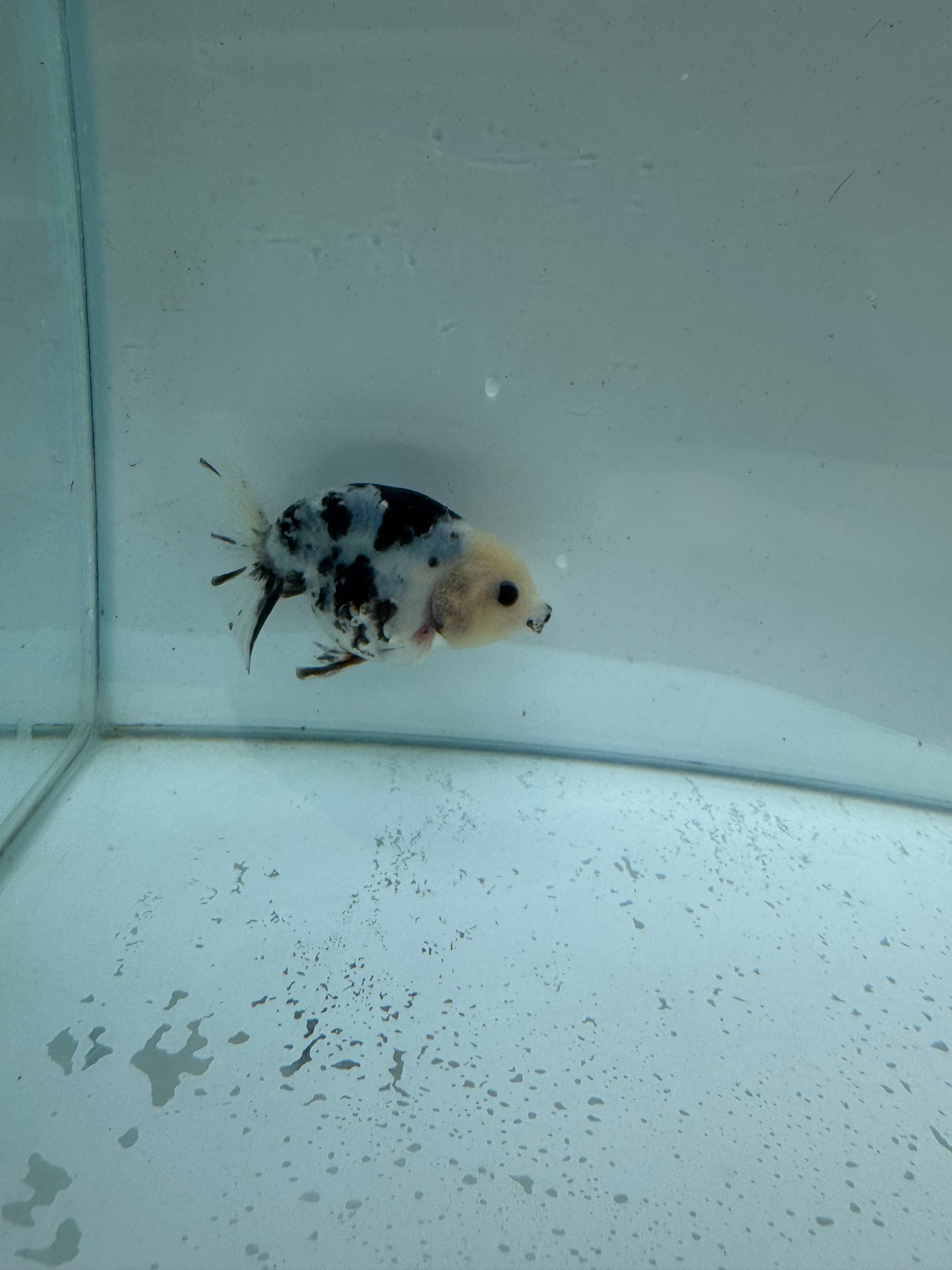 Cow Ranchu. WVF250