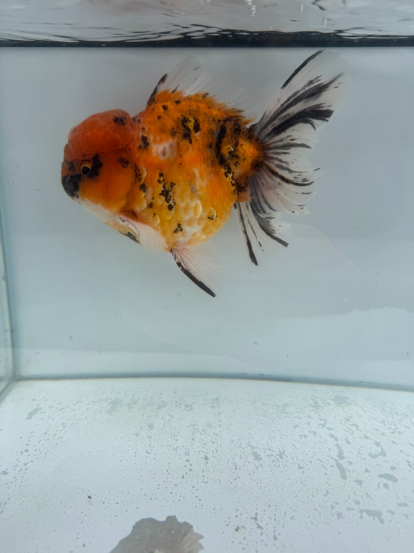 Red tiger calico Oranda. WVF123