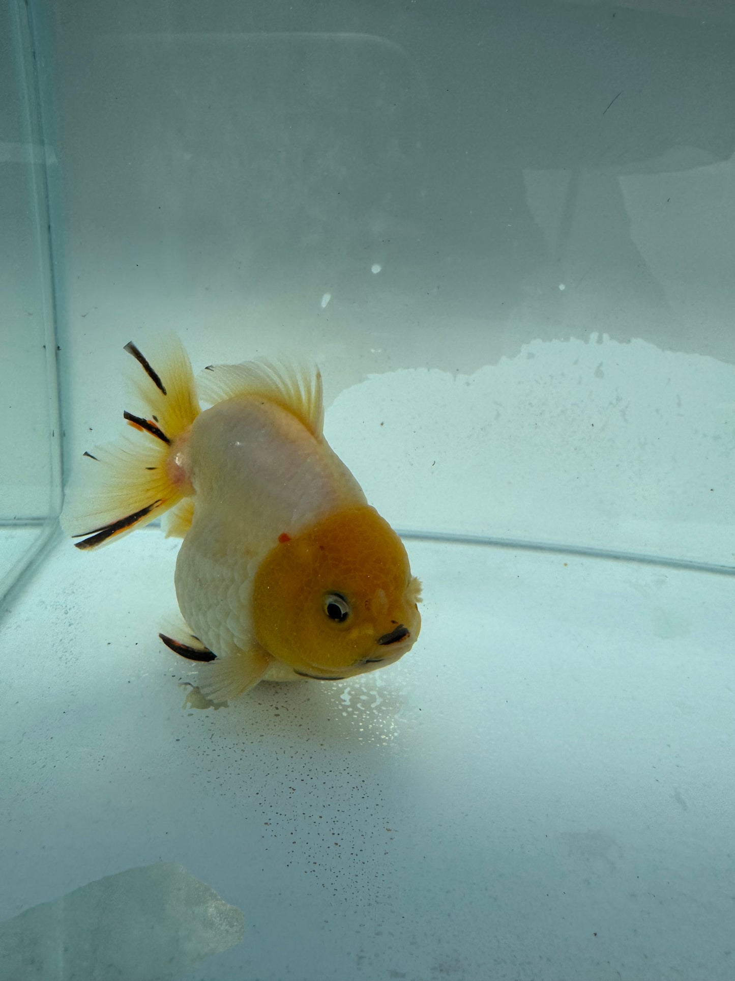 Oranda WVF320. ,direct from nana goldfish farm