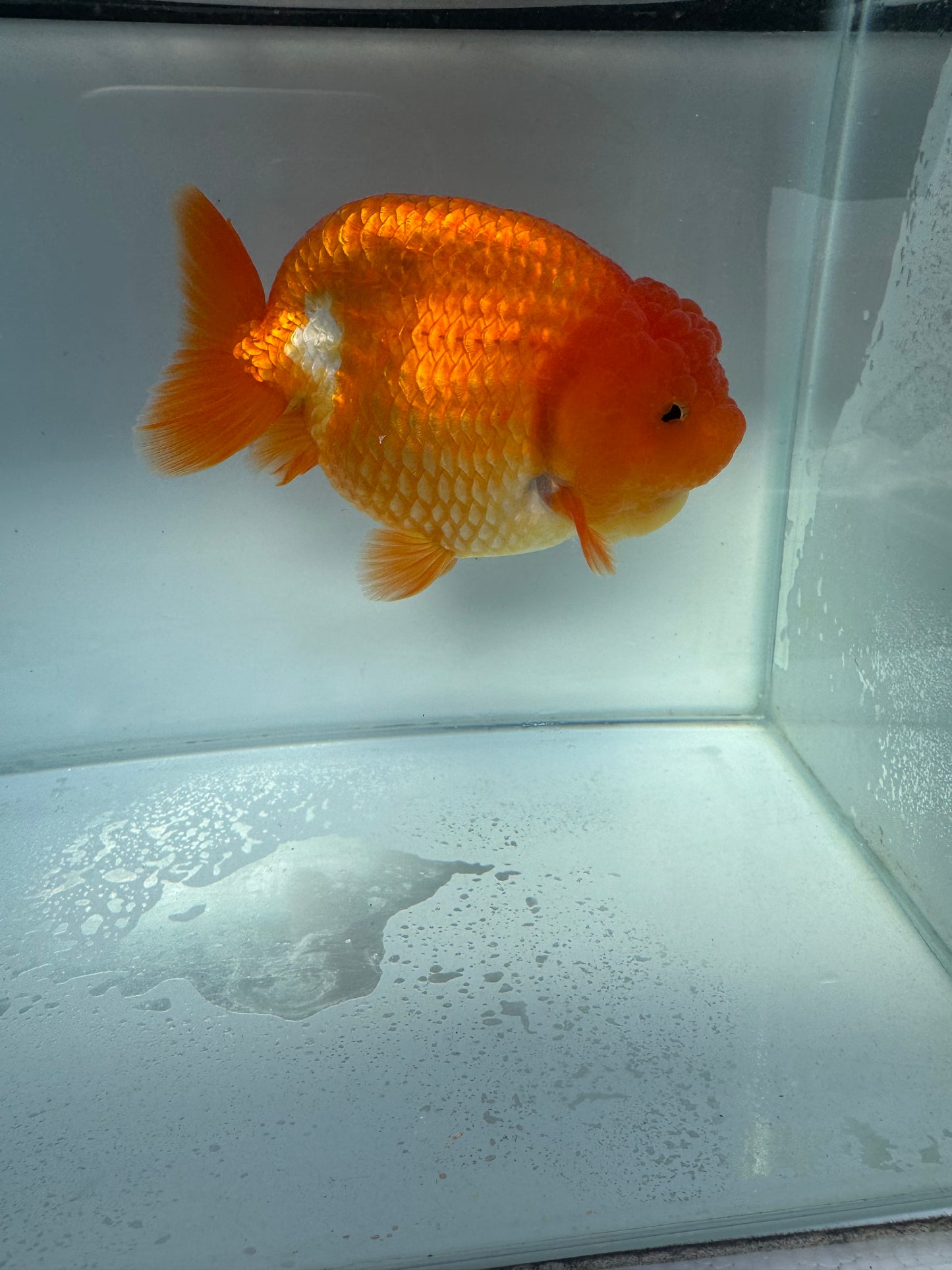 Red&white Ranchu. WVF107