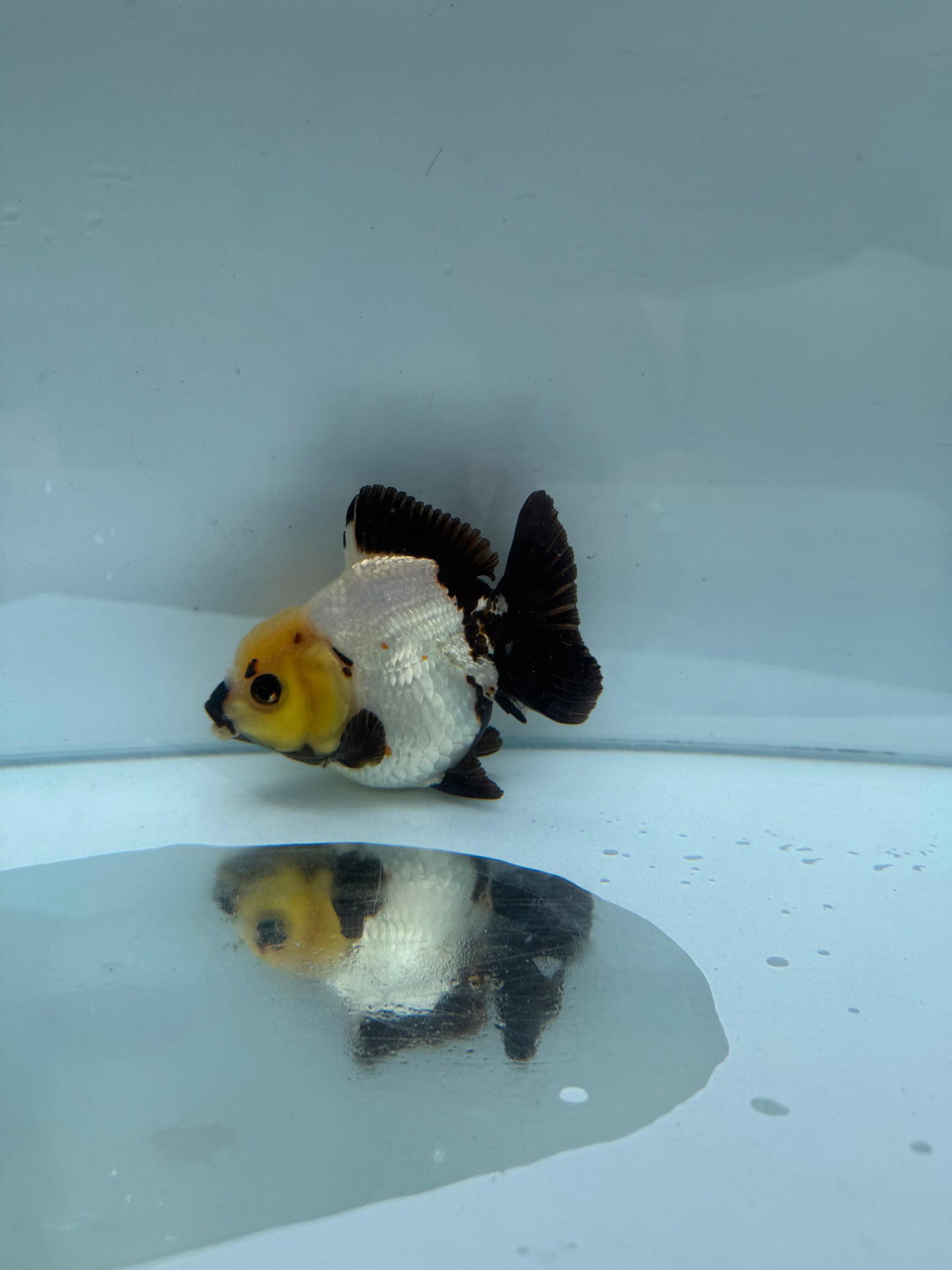Panda/ tricolour direct from Nana Goldfish farm WVF287