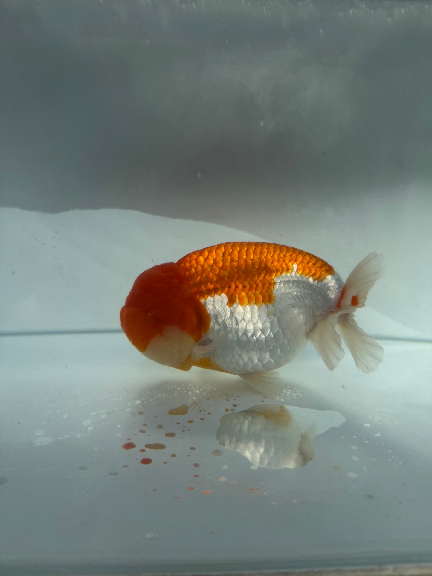 Red&white Ranchu. WVF192