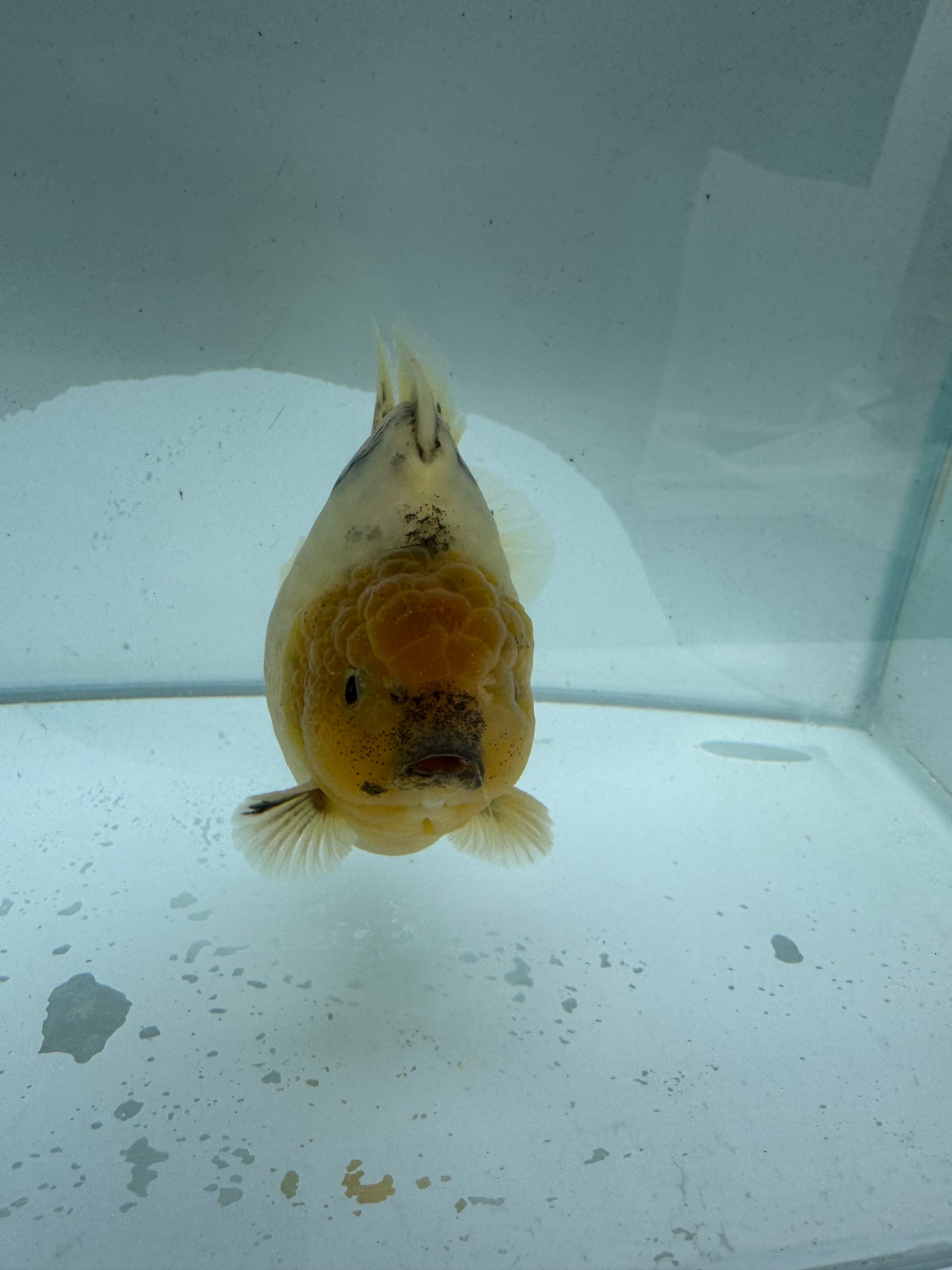 Oranda direct from Meng Lee. WVF217