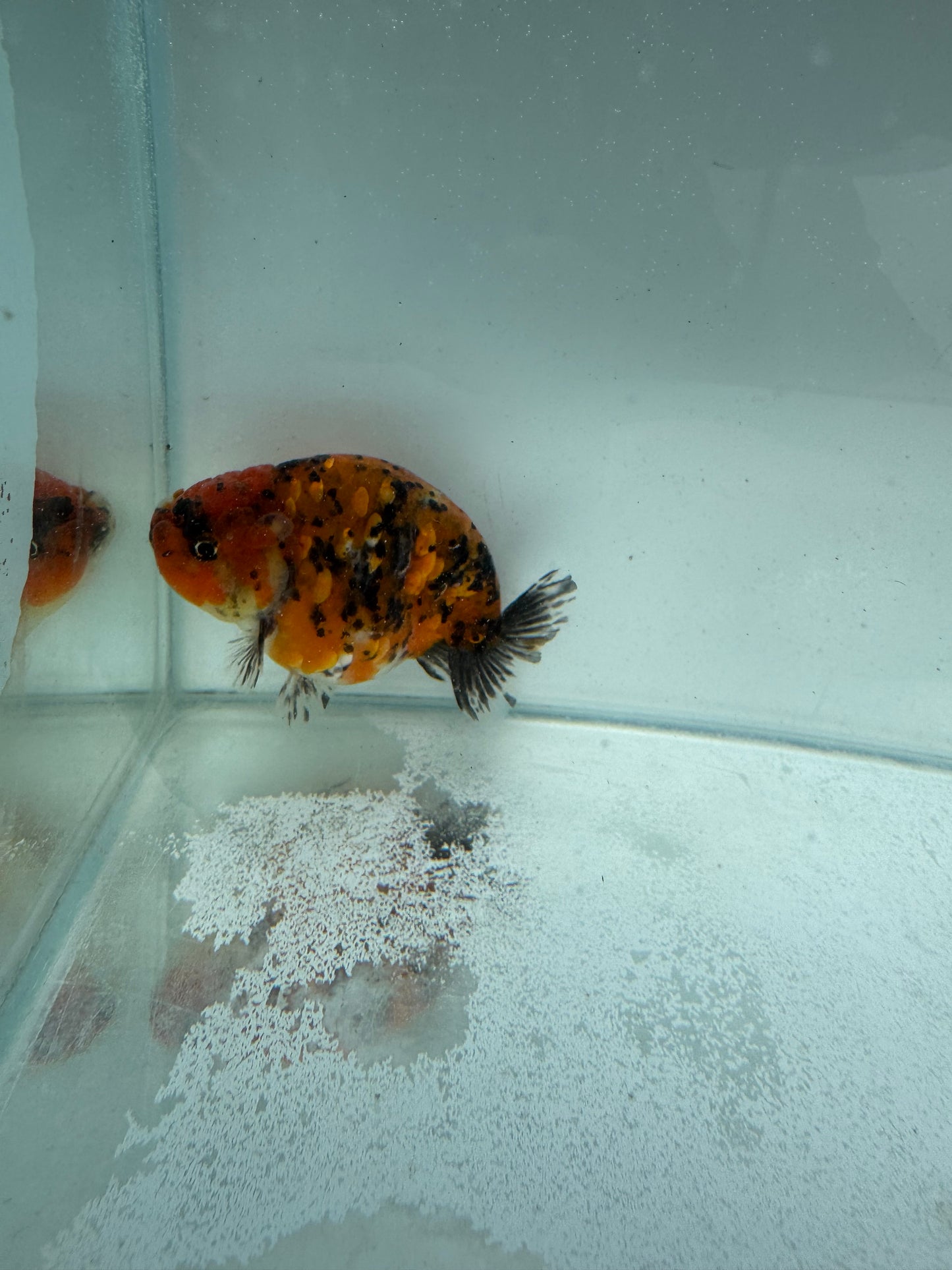 Calico Ranchu. WVF315