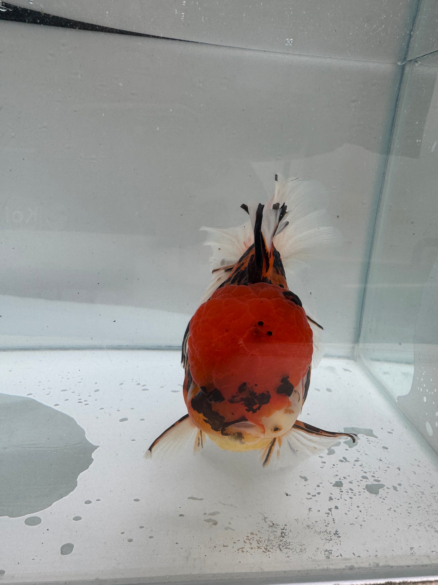 Red tiger Oranda. WVF272