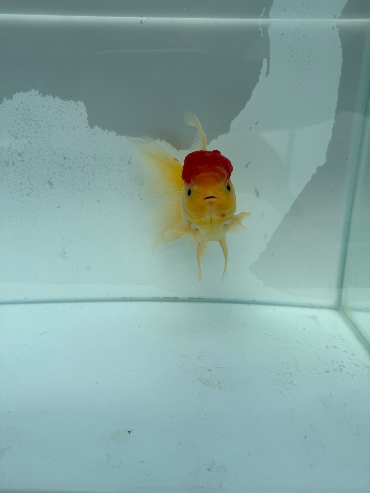 Redcap Sakura Oranda. WVF346
