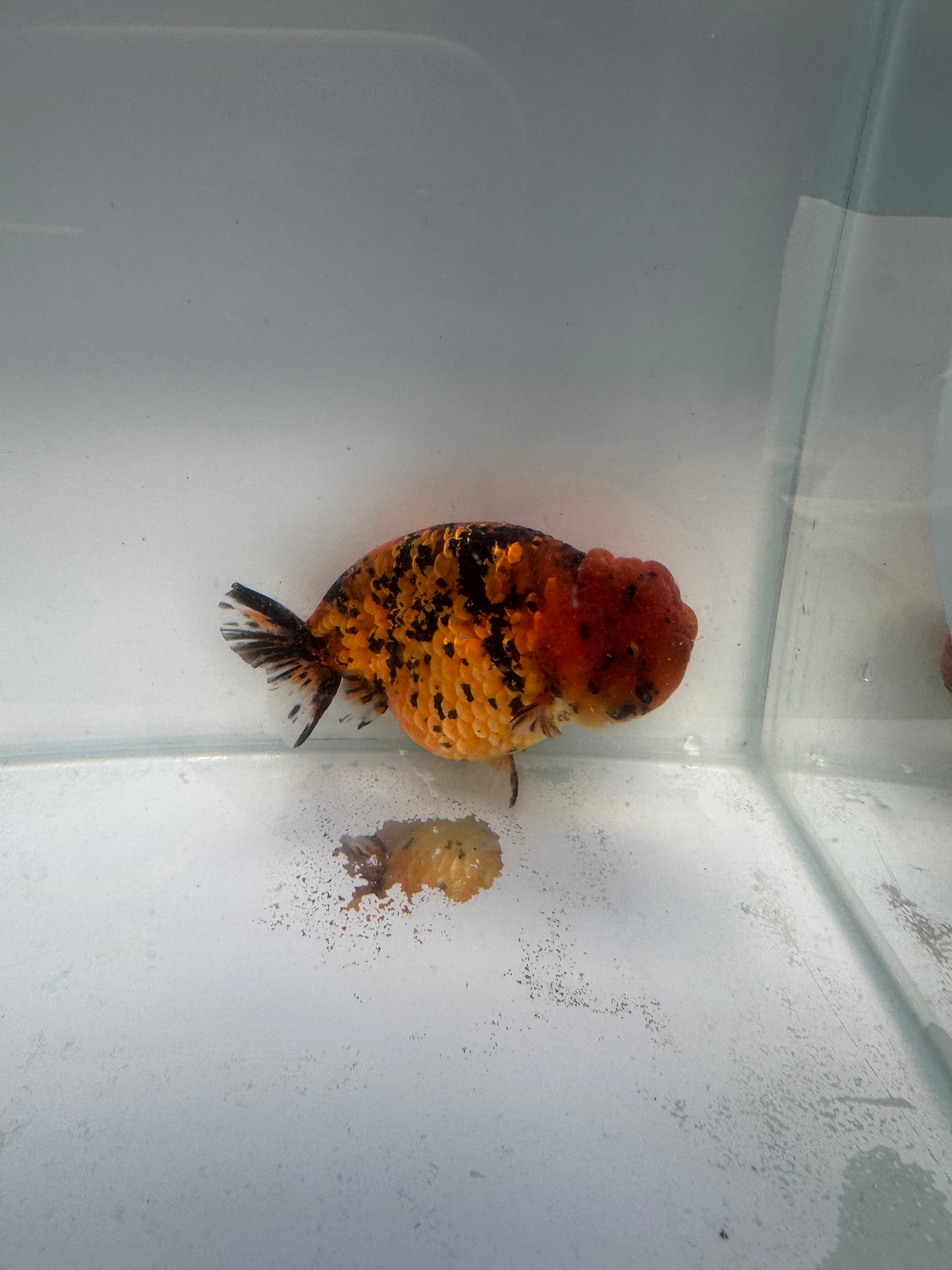 Red Tiger Ranchu. WVF167, Direct from Meng Lee
