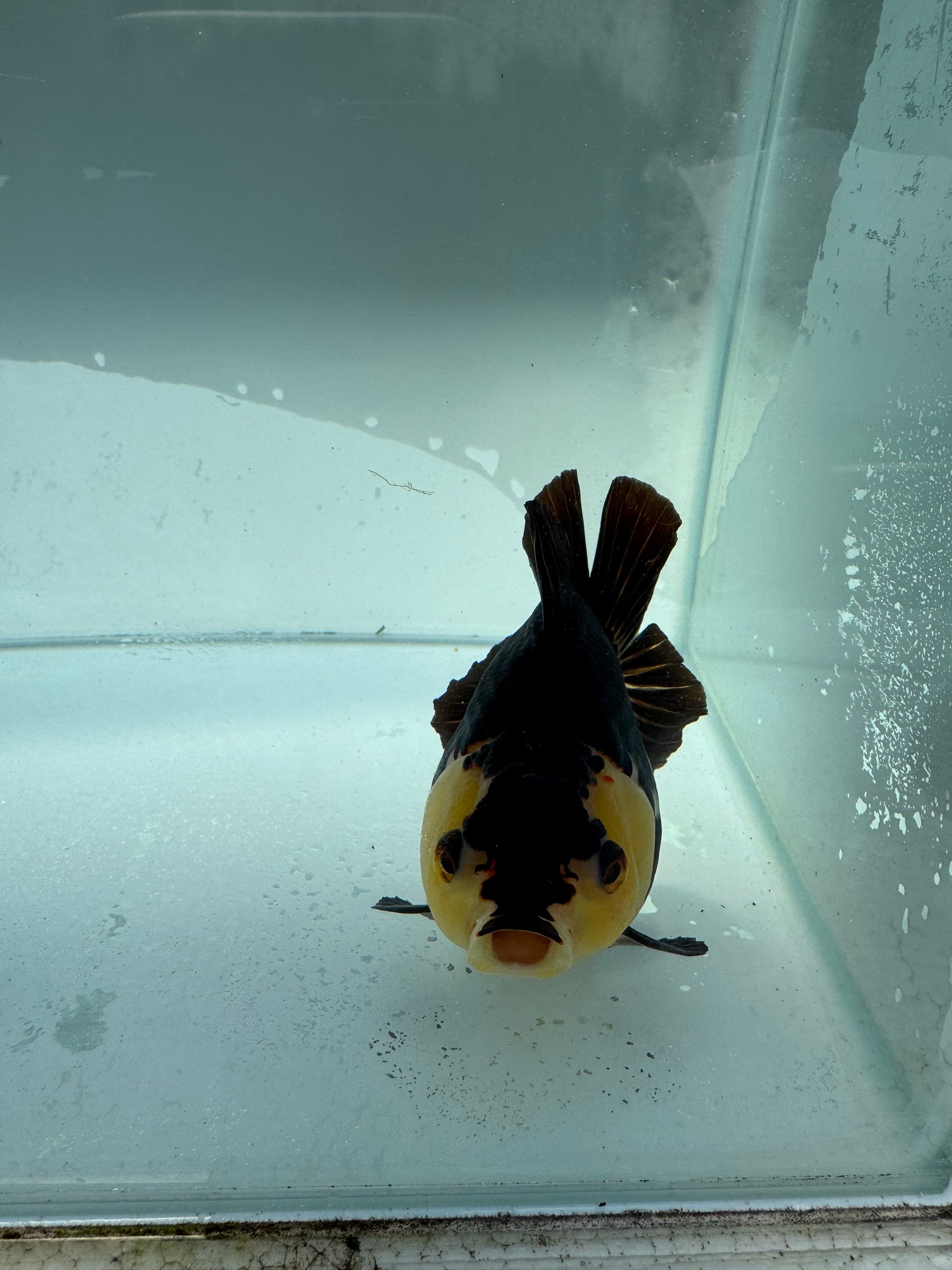 Panda/Tricolour Oranda. WVF324,direct from Nana goldfish farm