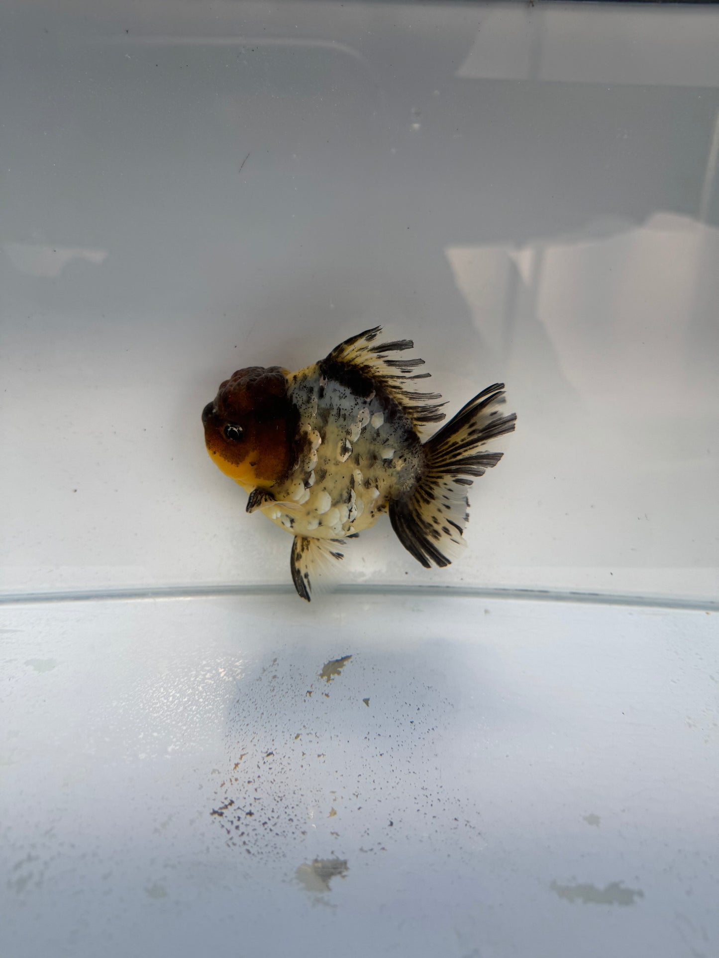 Calico shogun Oranda. WVF329 direct from Jack Shogun