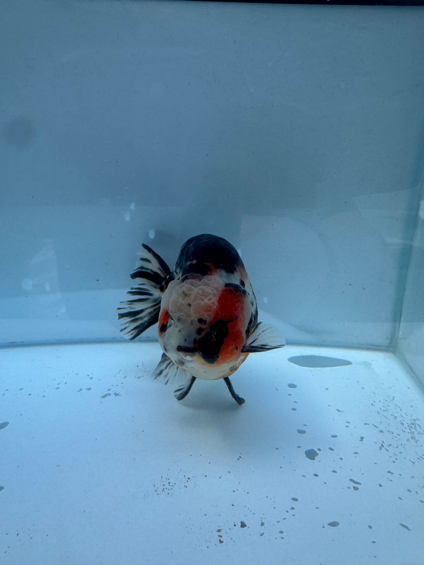 Calico Ranchu. WVF016
