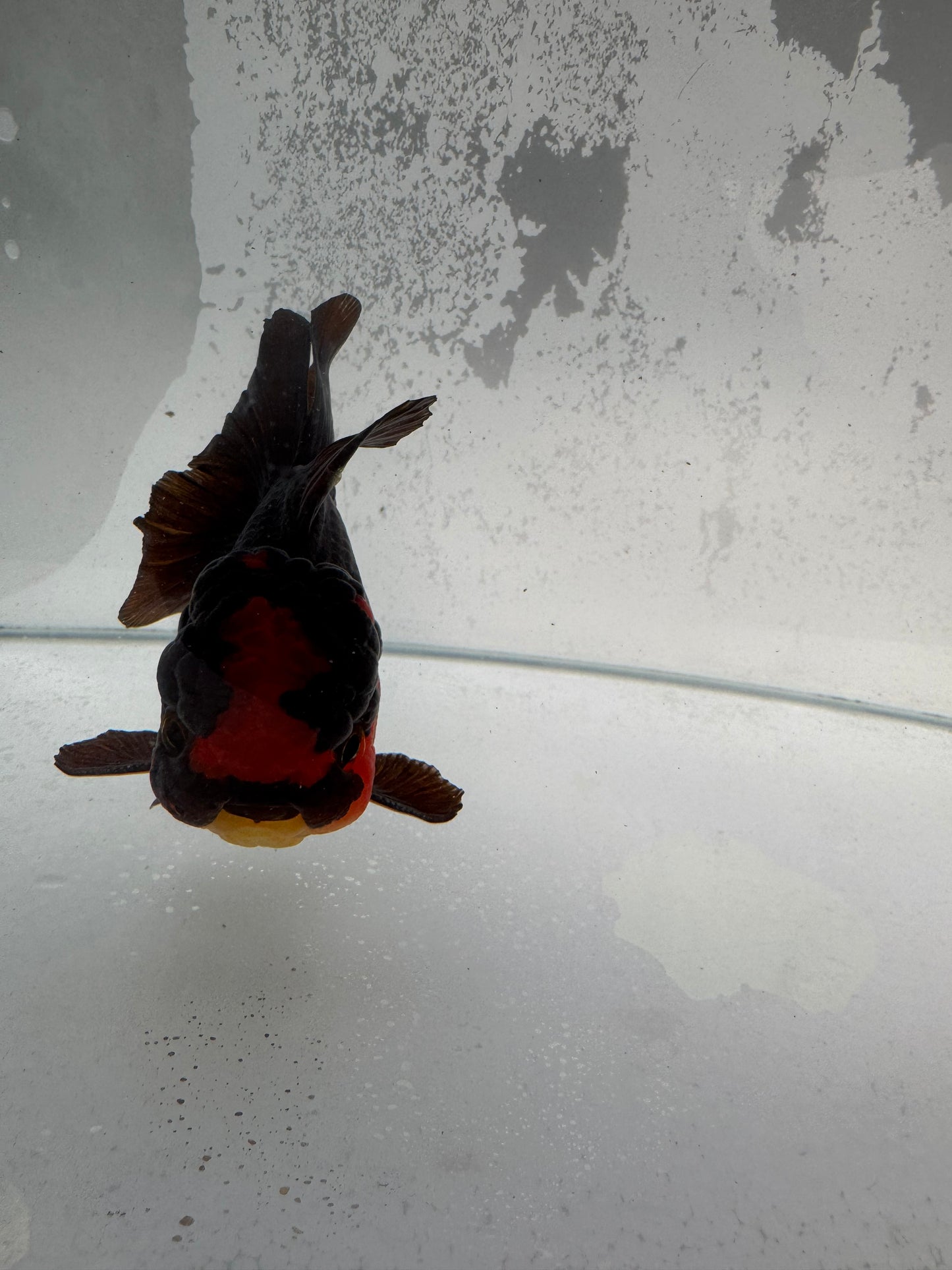 Red/ bronze Oranda WVF354