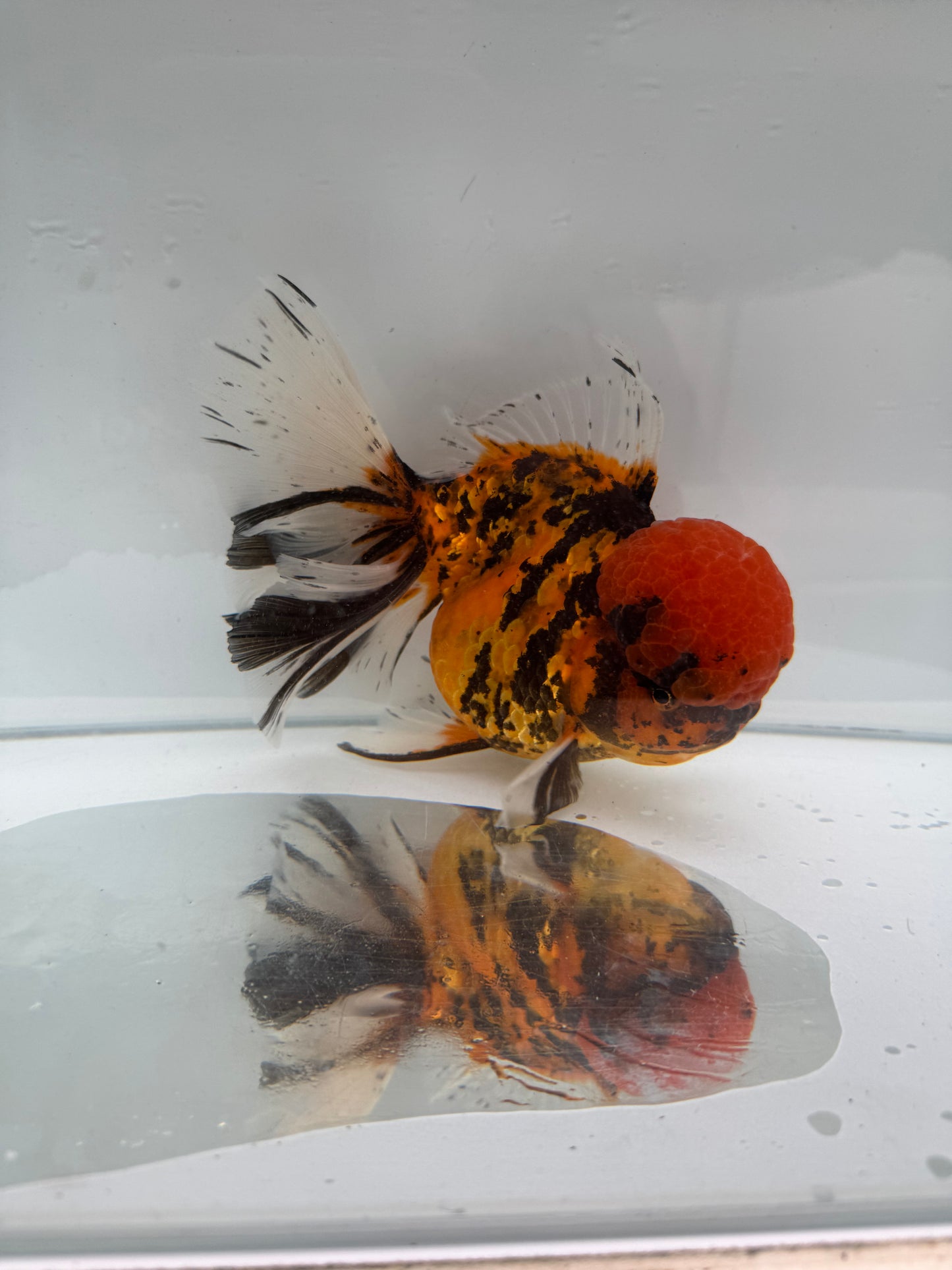 Red tiger Oranda. WVF270
