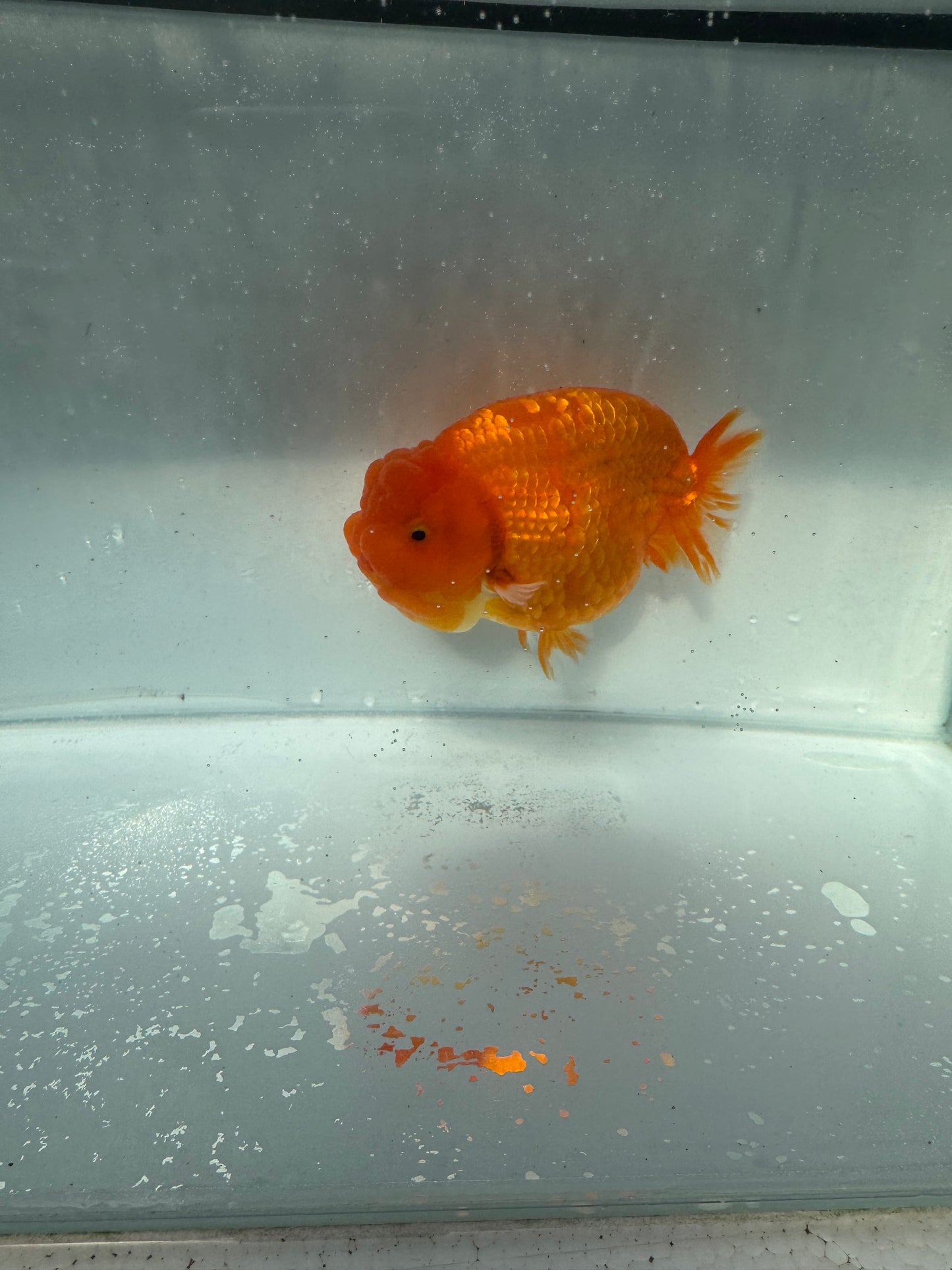 Sakura ranchu direct from Meng Lee. WVF209