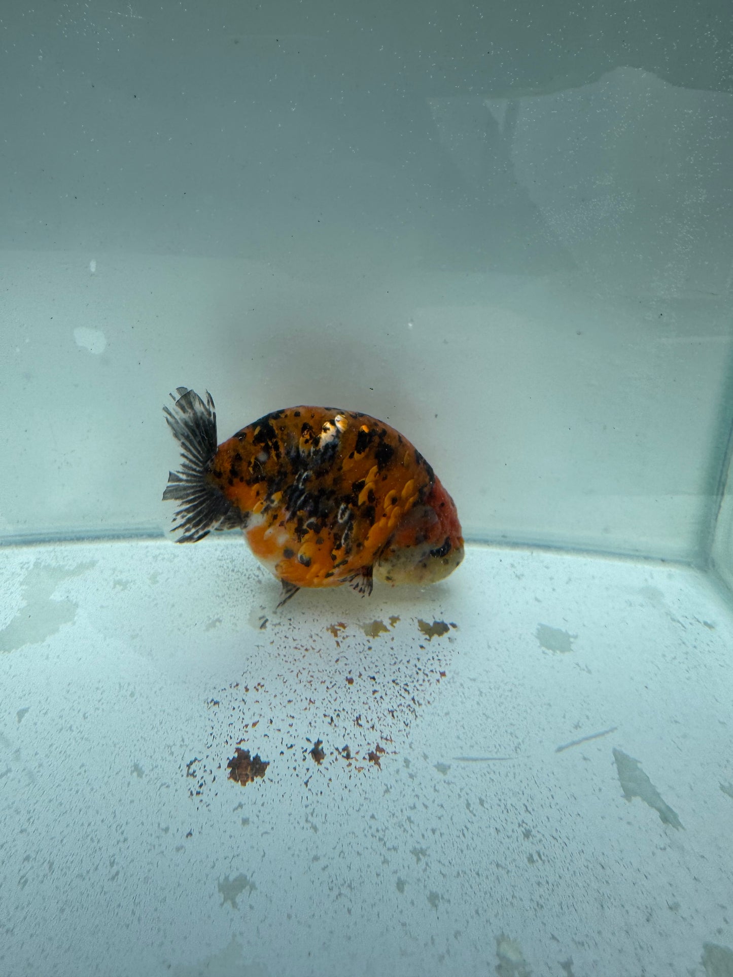 Calico Ranchu. WVF315