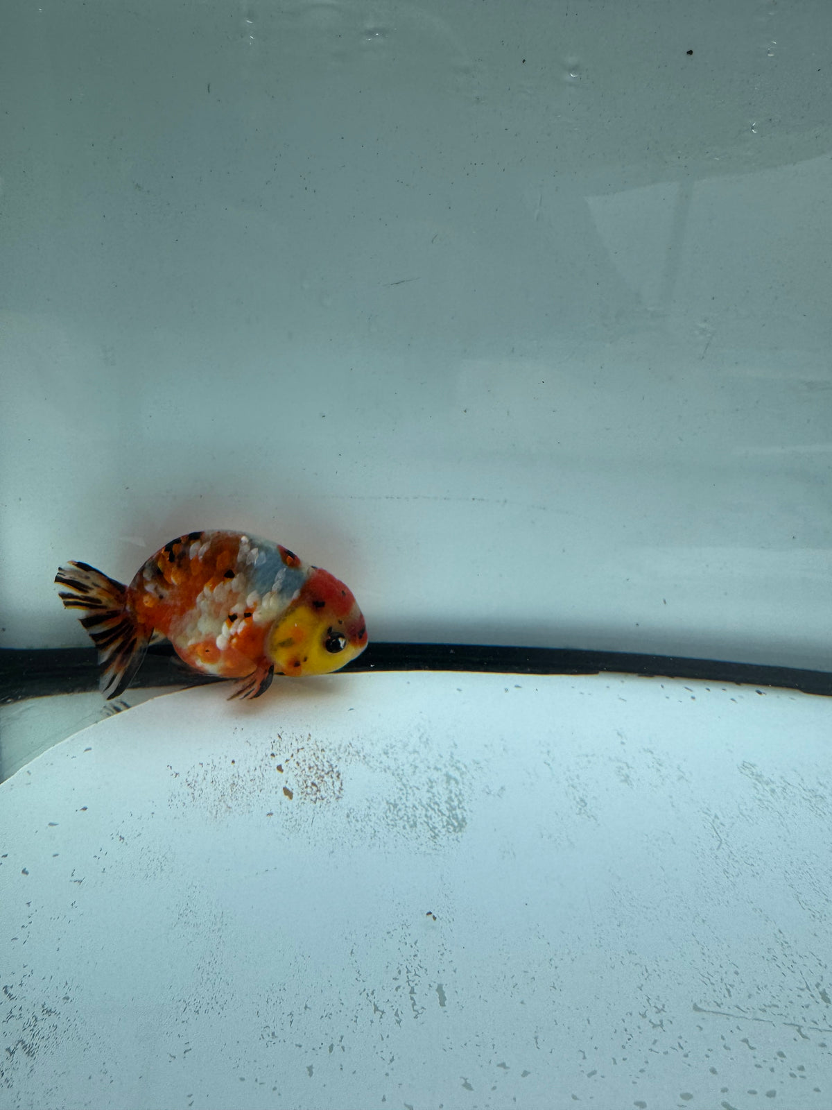 Calico Ranchu. WVF956