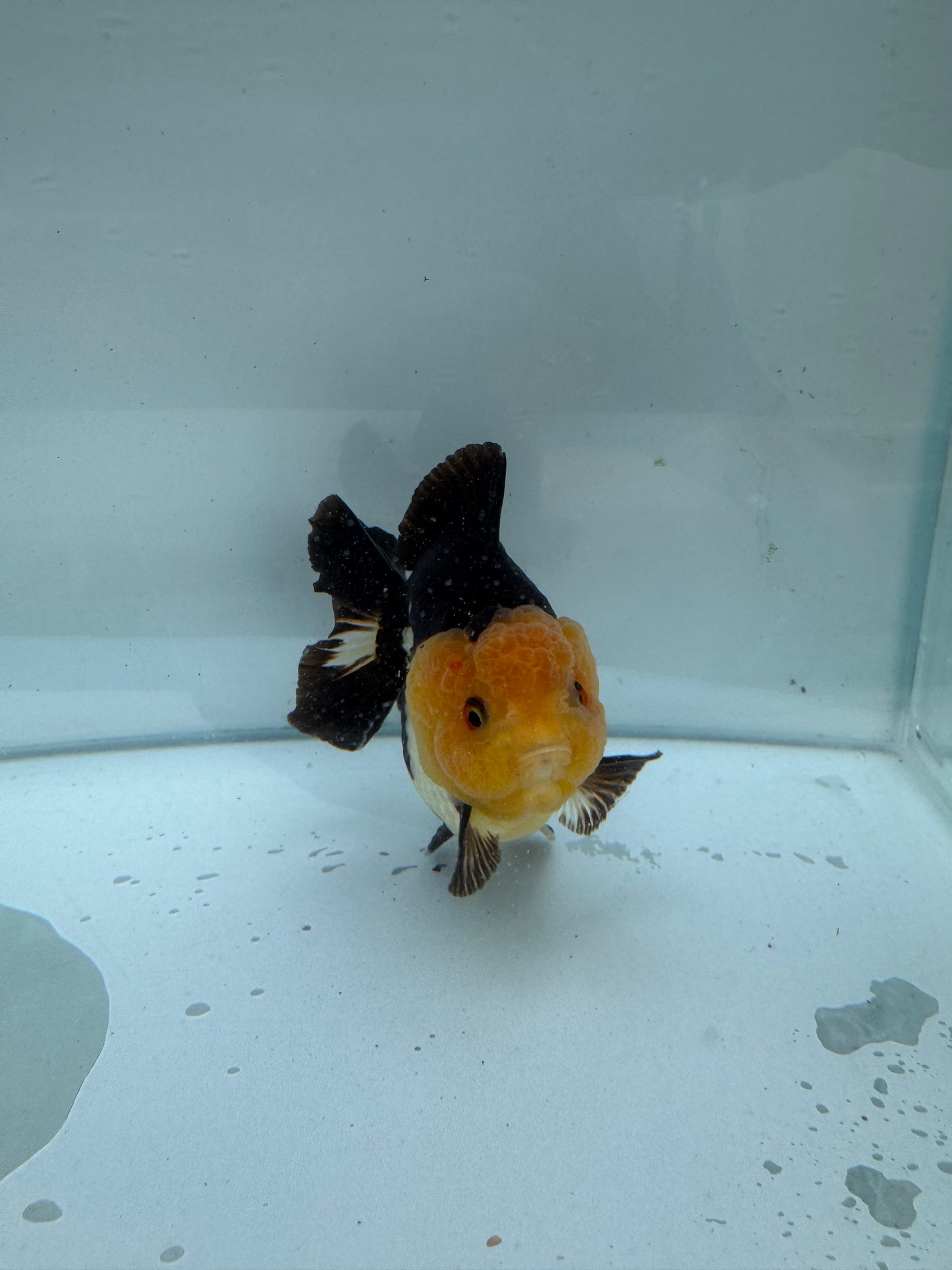 Panda/tricolour Oranda direct from Nana Goldfish farm WVF285
