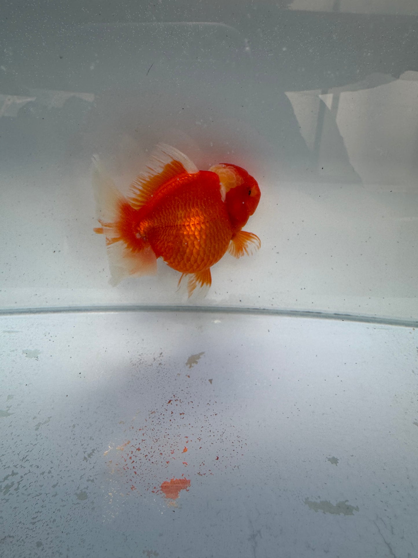 Red&white Shogun Oranda WVF332 direct from Jack shogun