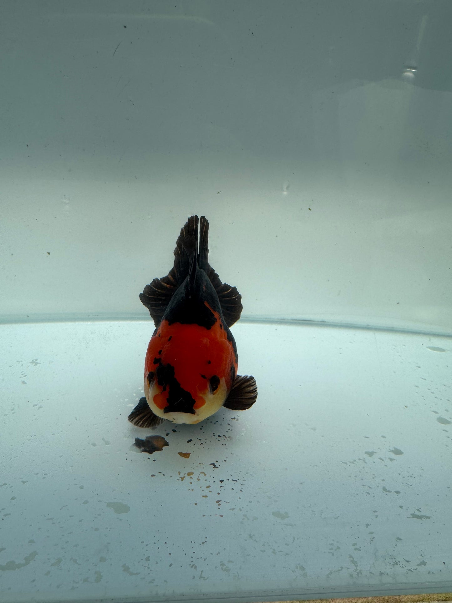 Short tail tricolour Oranda. WVF264. Direct from Nana farm