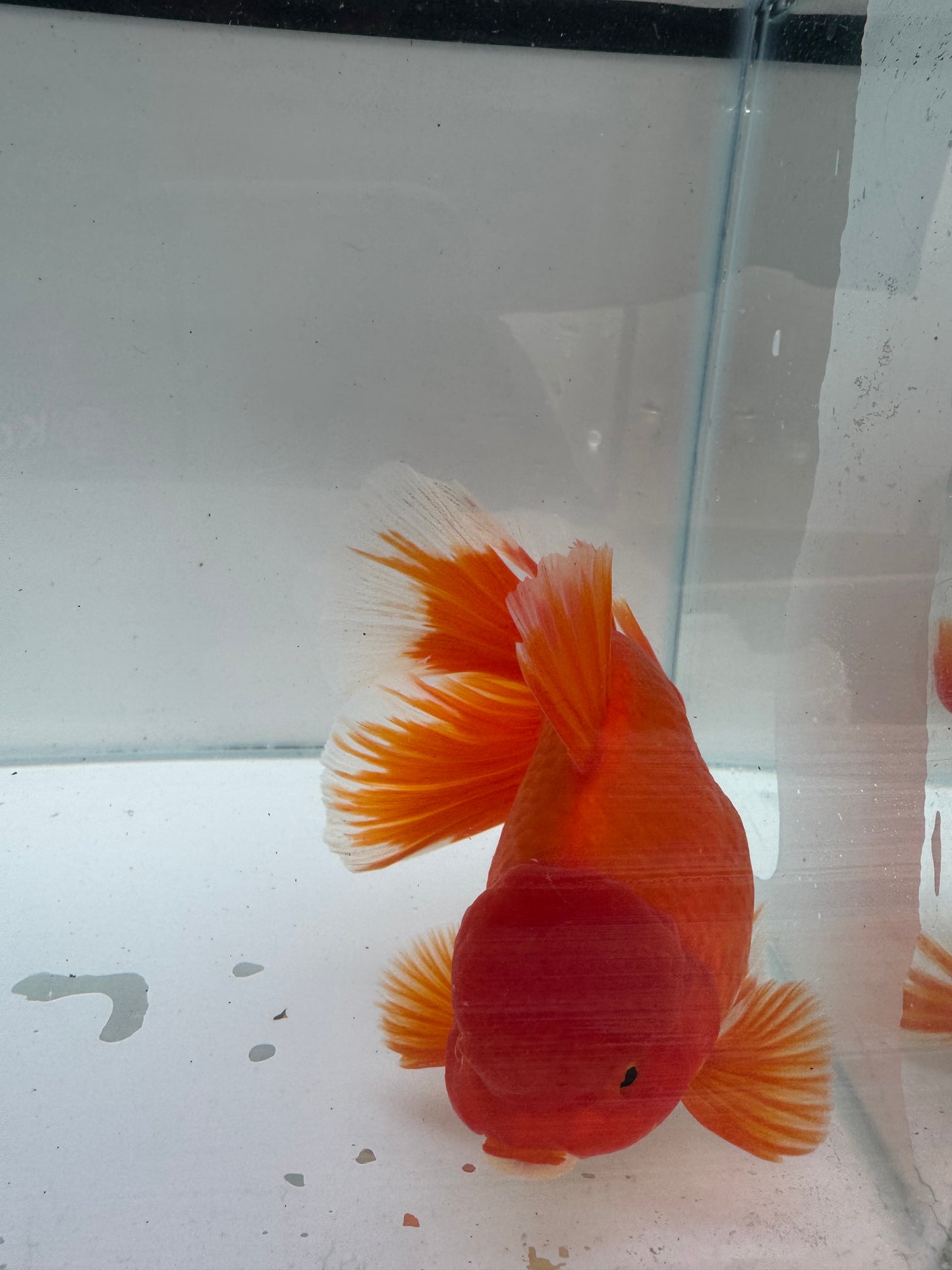 Red&white Oranda. WVF292