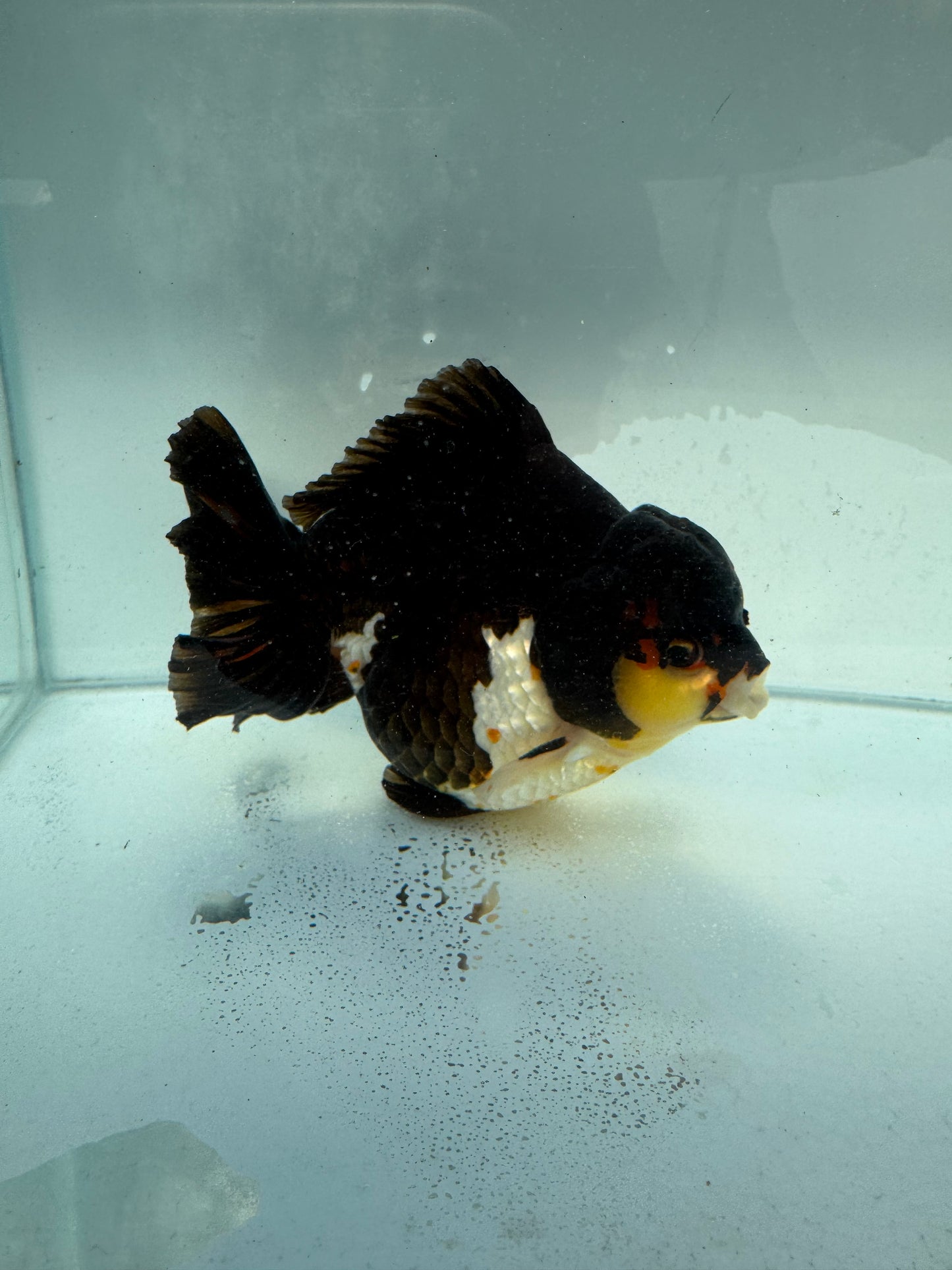 Tricolour Oranda. WVF321,direct from nana goldfish farm