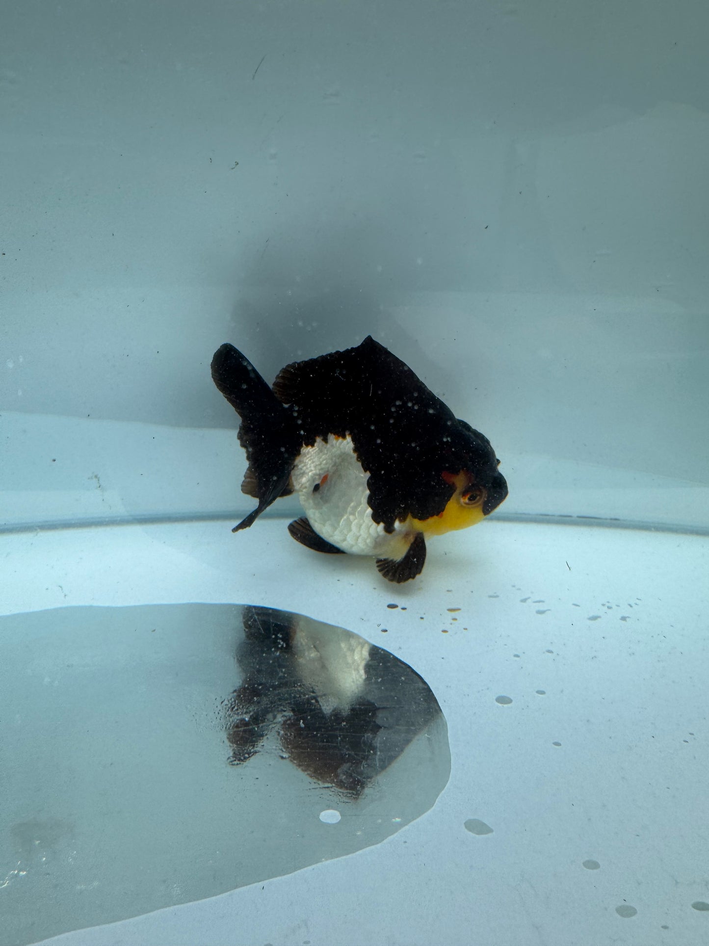Panda/tricolour Oranda direct from Nana goldfish farm. WVF288