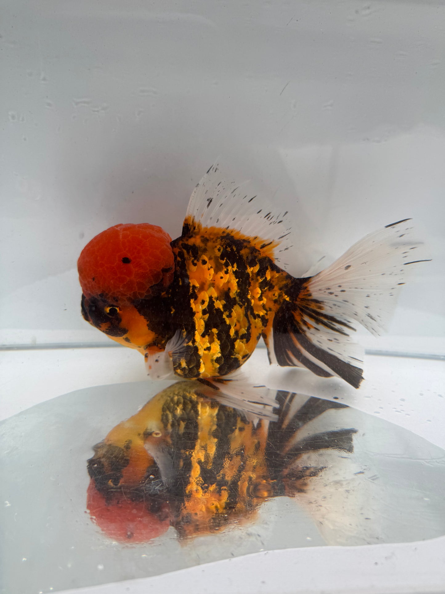 Red tiger Oranda. WVF270