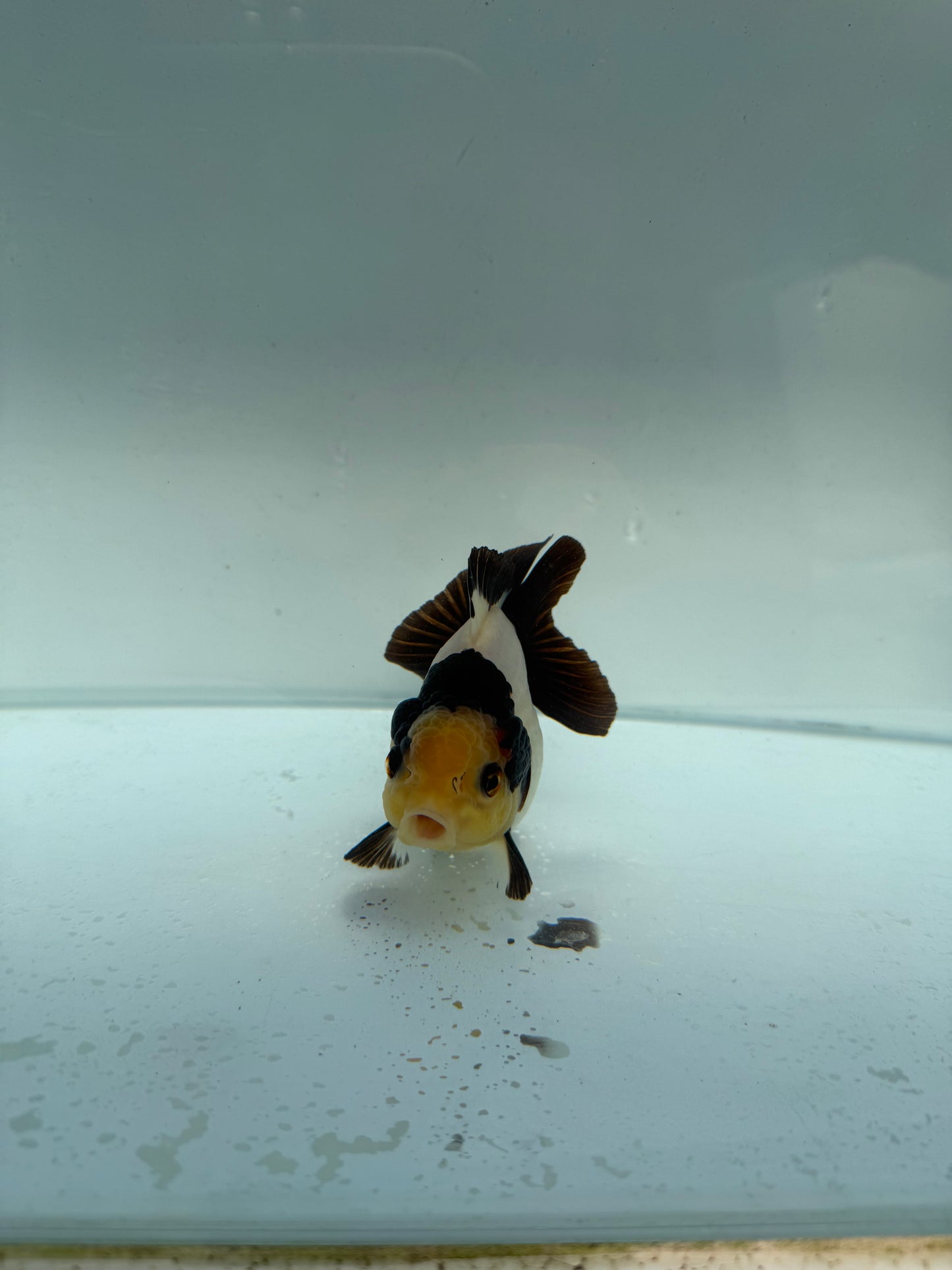 Short tail panda Oranda WVF261. Direct from Nana farm