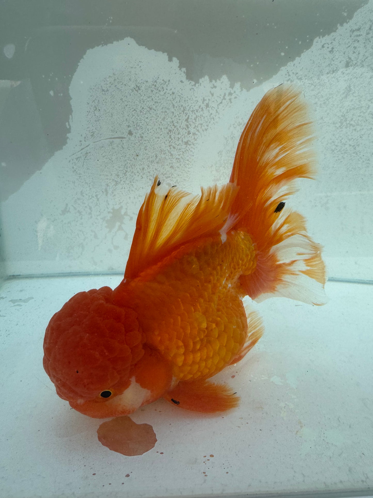 Red&white Oranda. WVF373