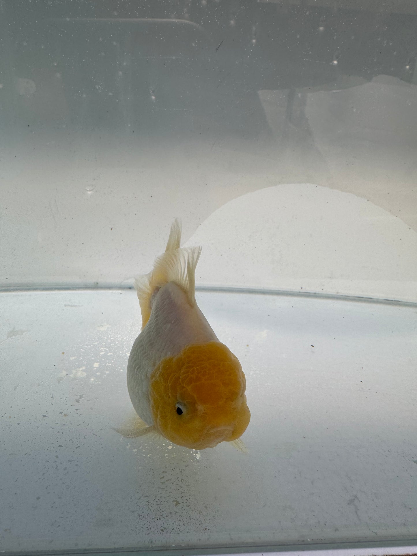 Lemon head Oranda. WVF338